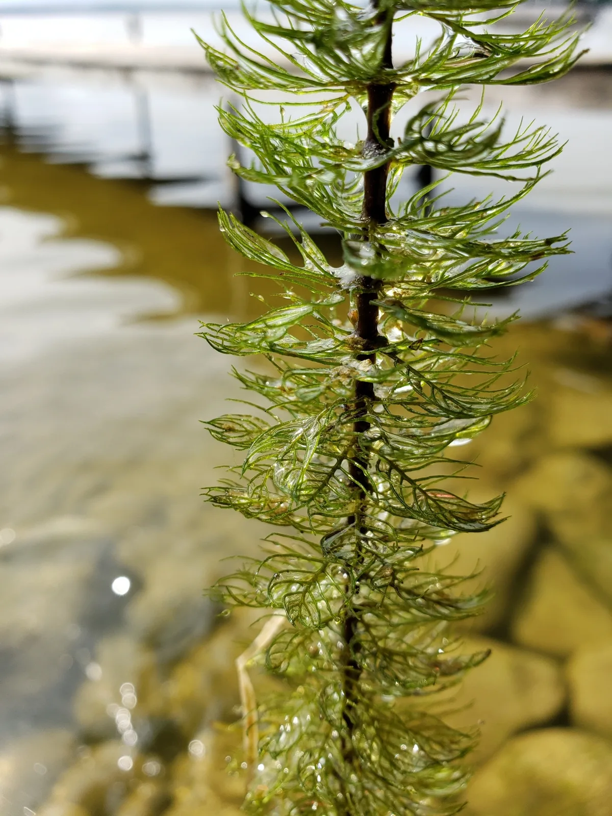 Water Milfoil (Myriophyllum sibiricum)