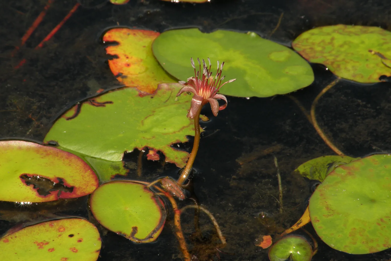 Water Shield (Brasenia schreberi)