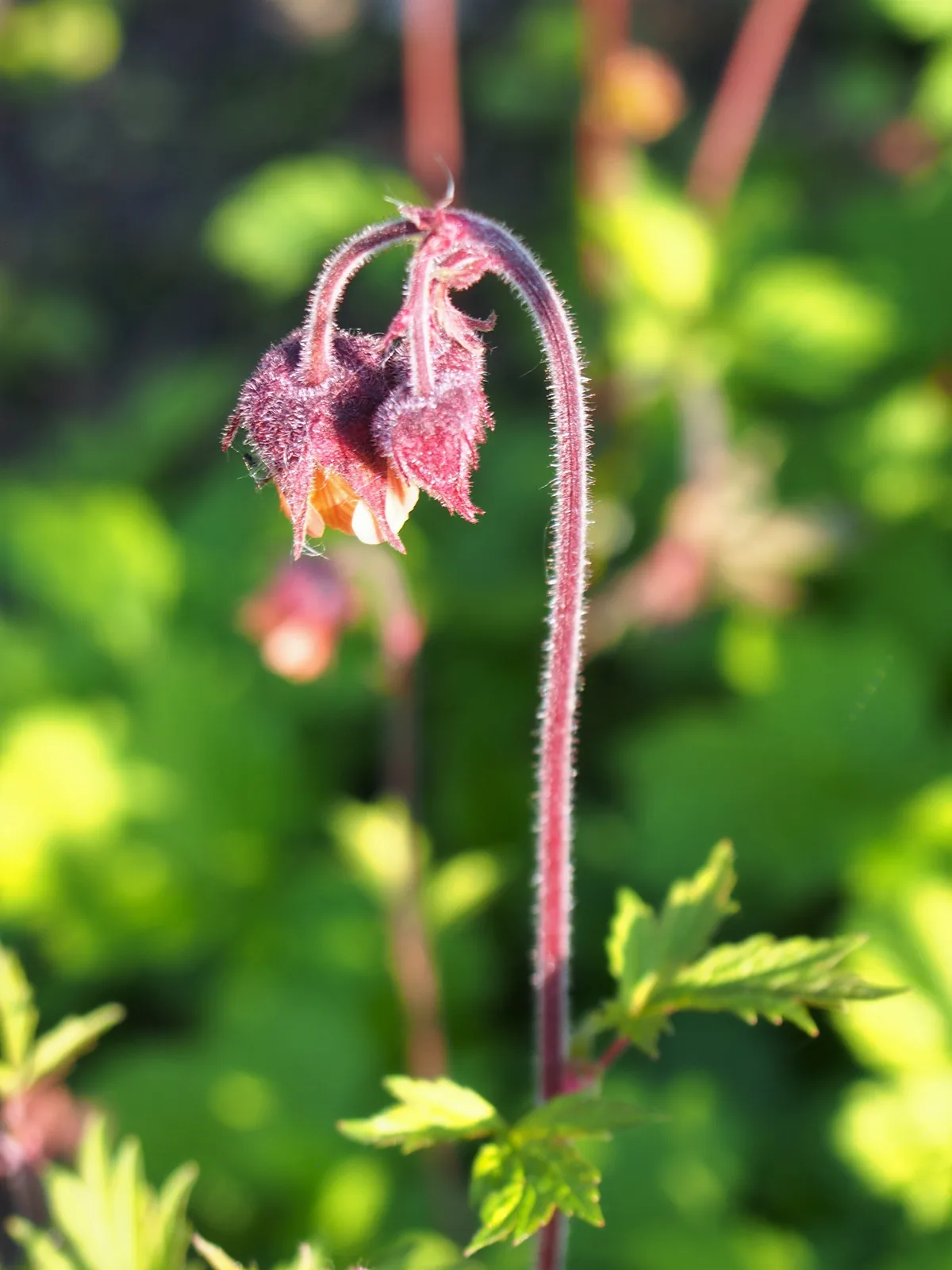 Water Avens