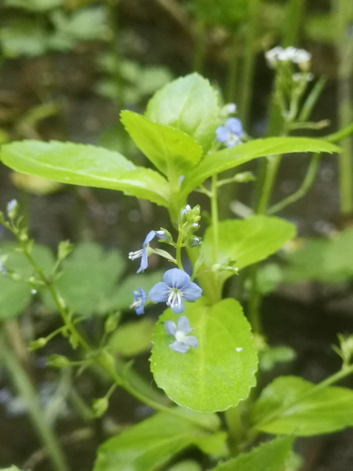 Brooklime (Veronica beccabunga)