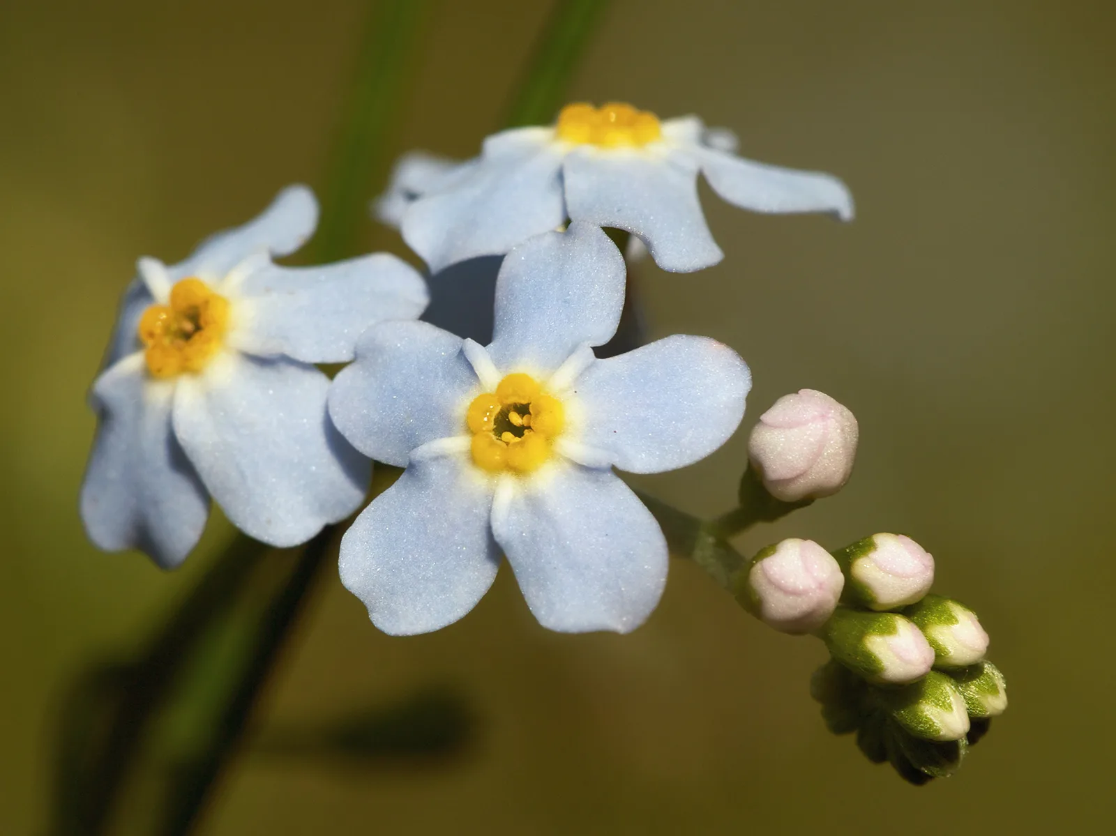 Water Forget Me Not