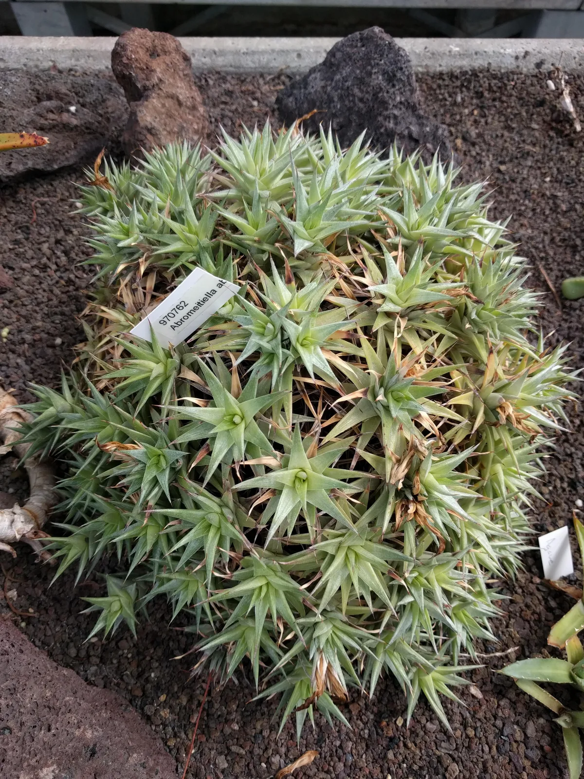 Deuterocohnia Lorentziana