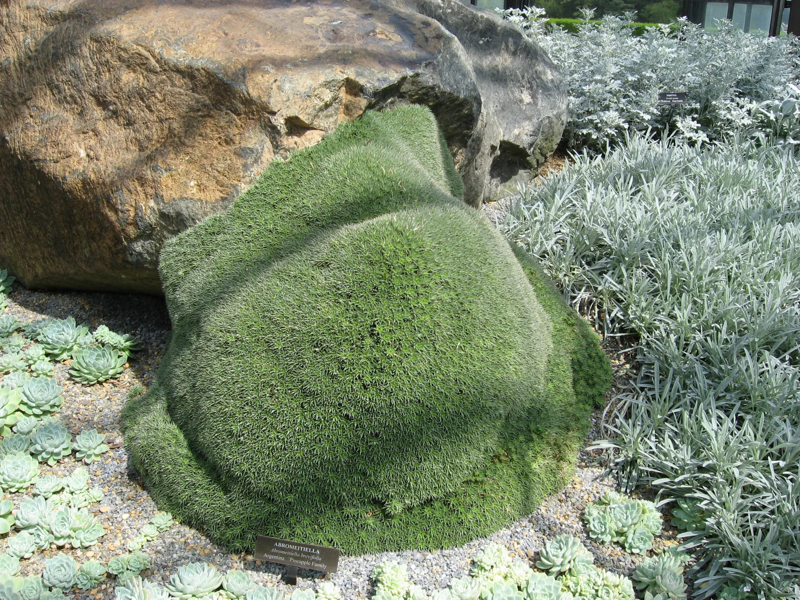 Abromeitiella Brevifolia