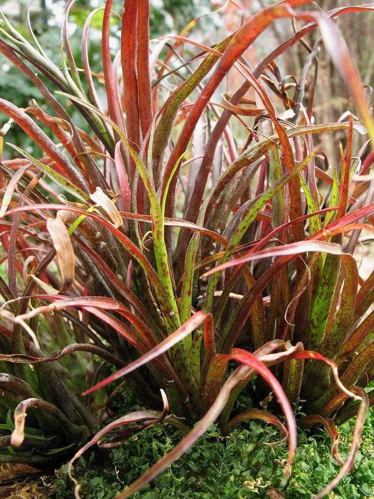 Racinaea Crispa