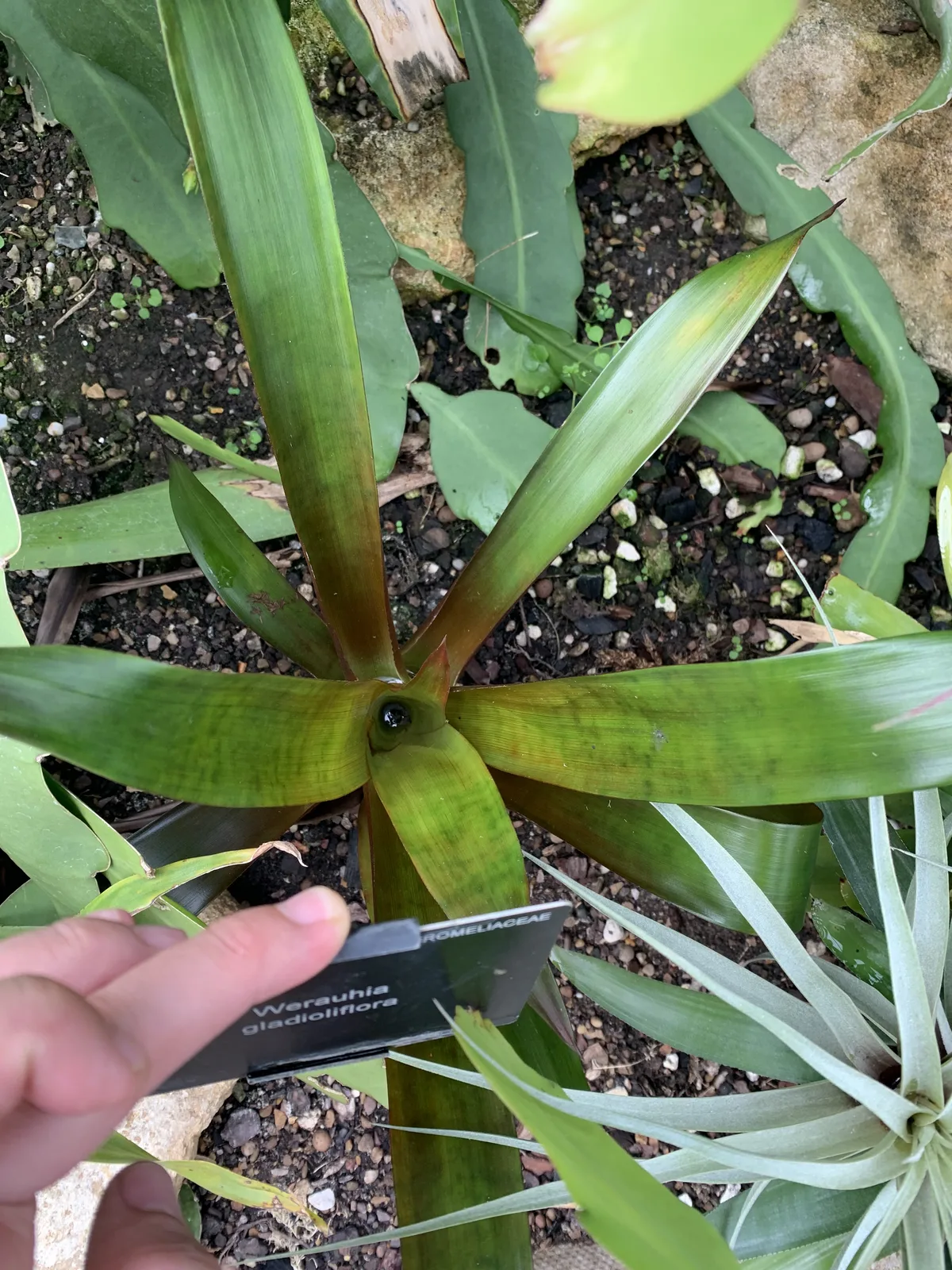 Werauhia Gladioliflora