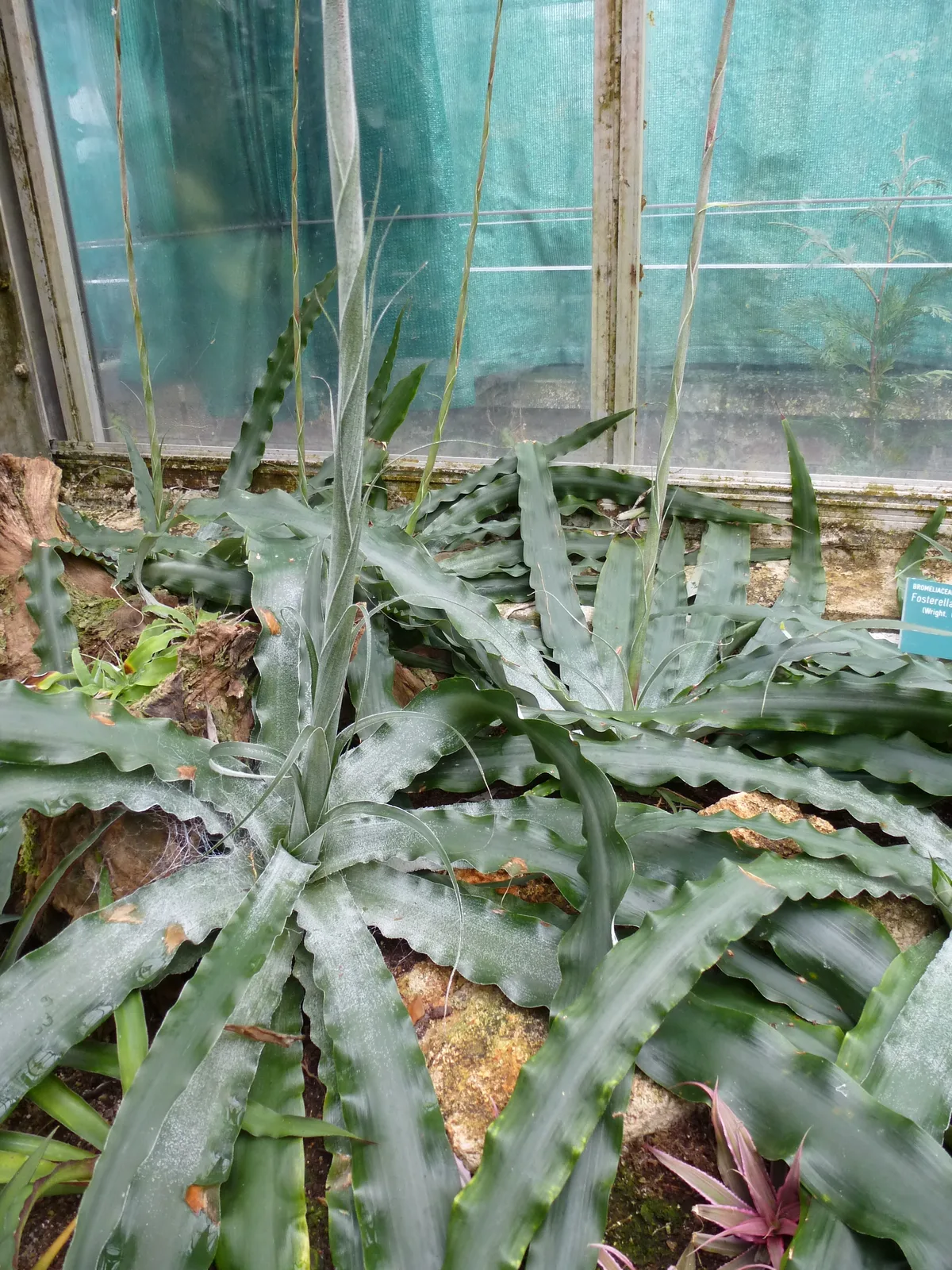 Fosterella Penduliflora (Fosterella penduliflora)