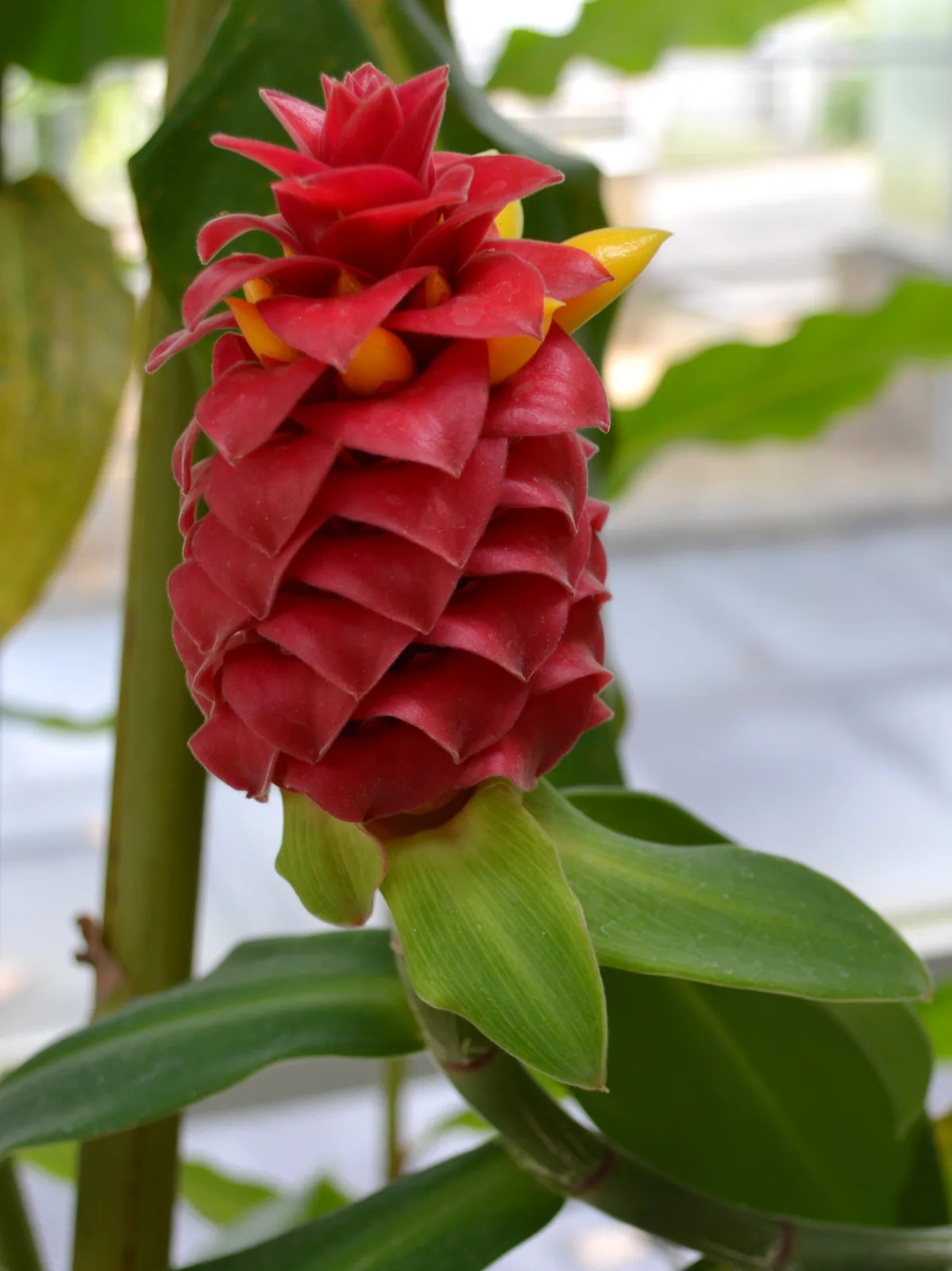 Torch Ginger (Etlingera elatior)