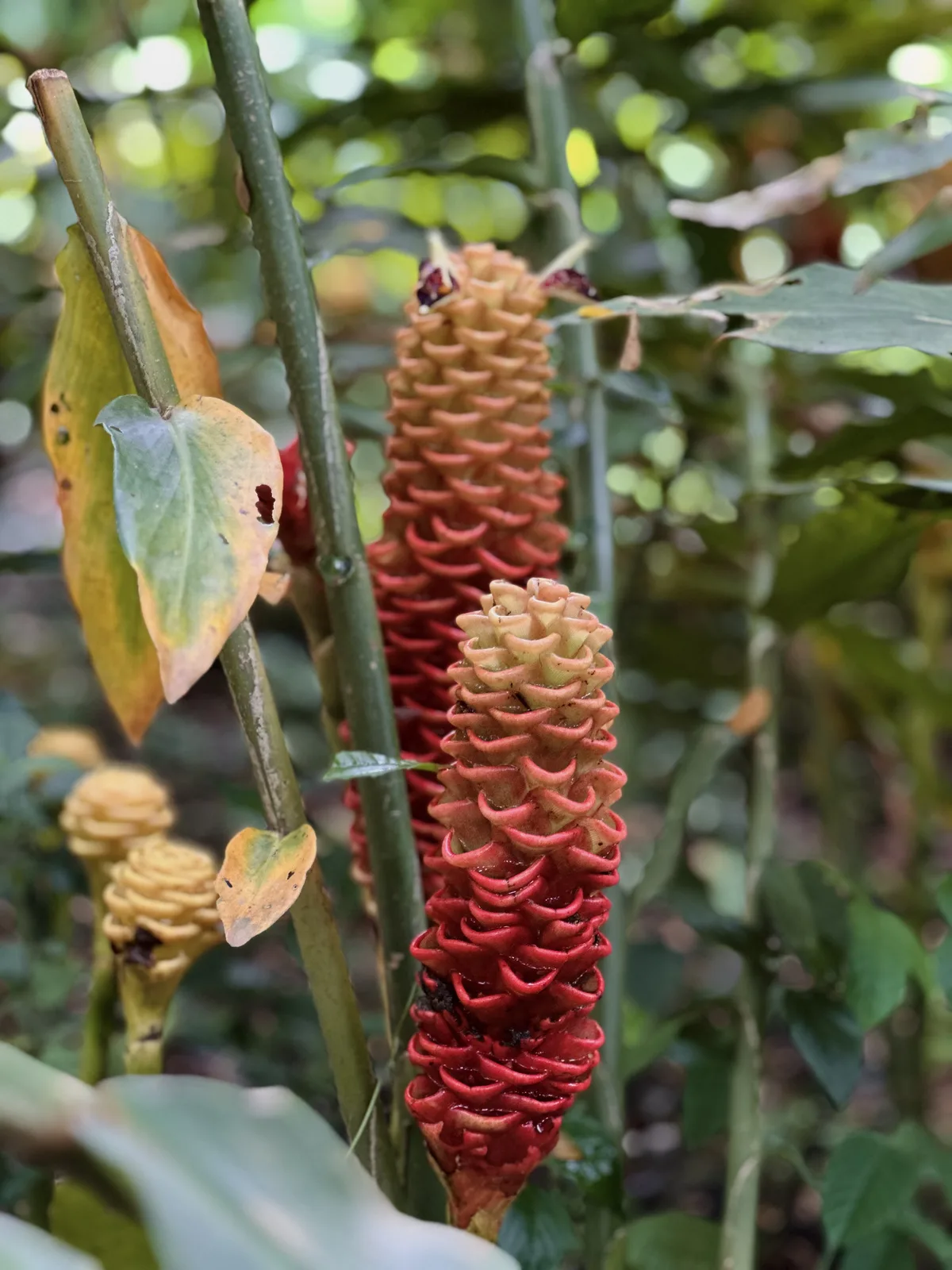 Beehive Ginger