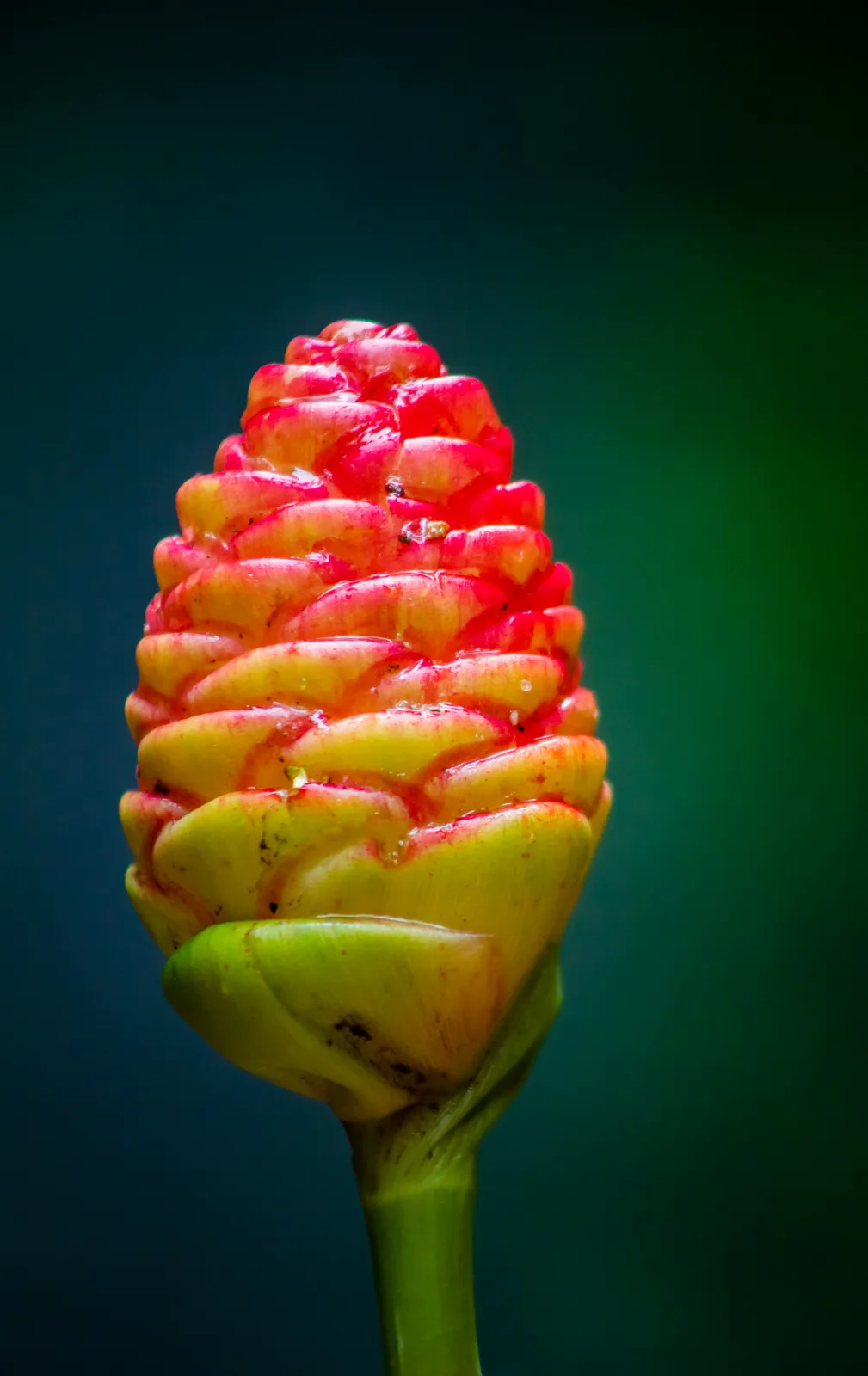 Shampoo Ginger