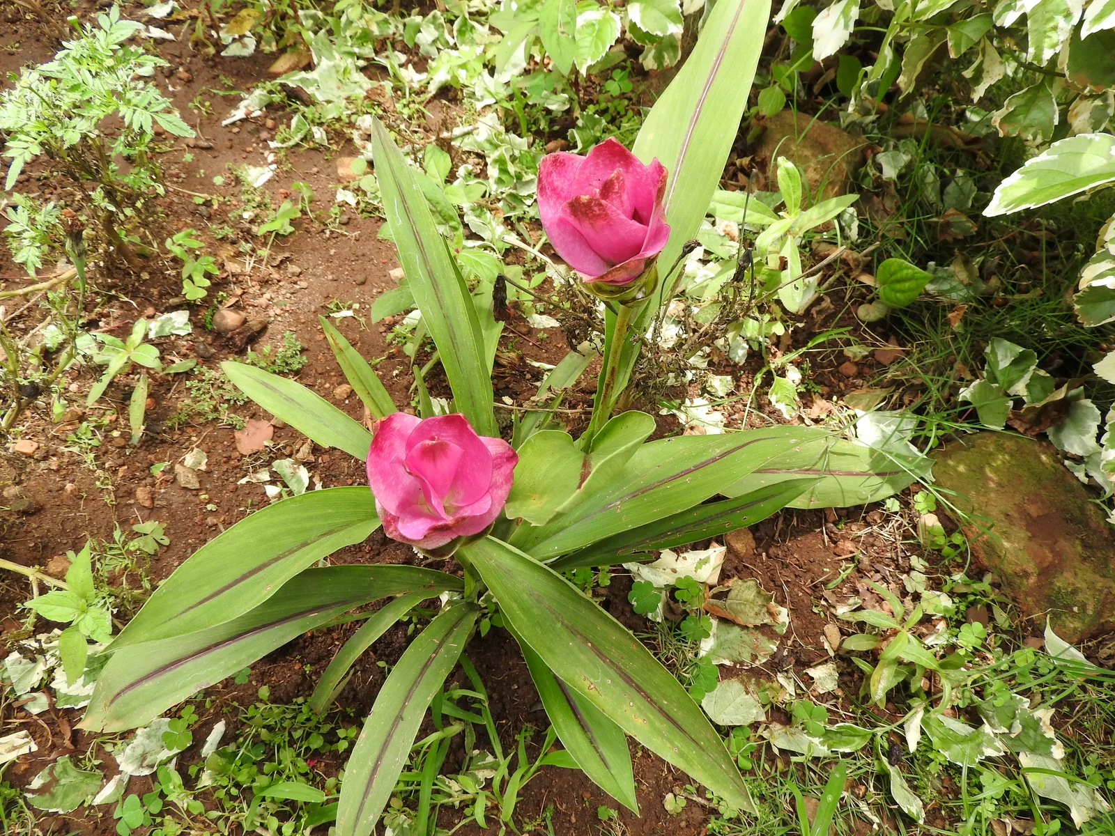 Siam Tulip (Curcuma alismatifolia)