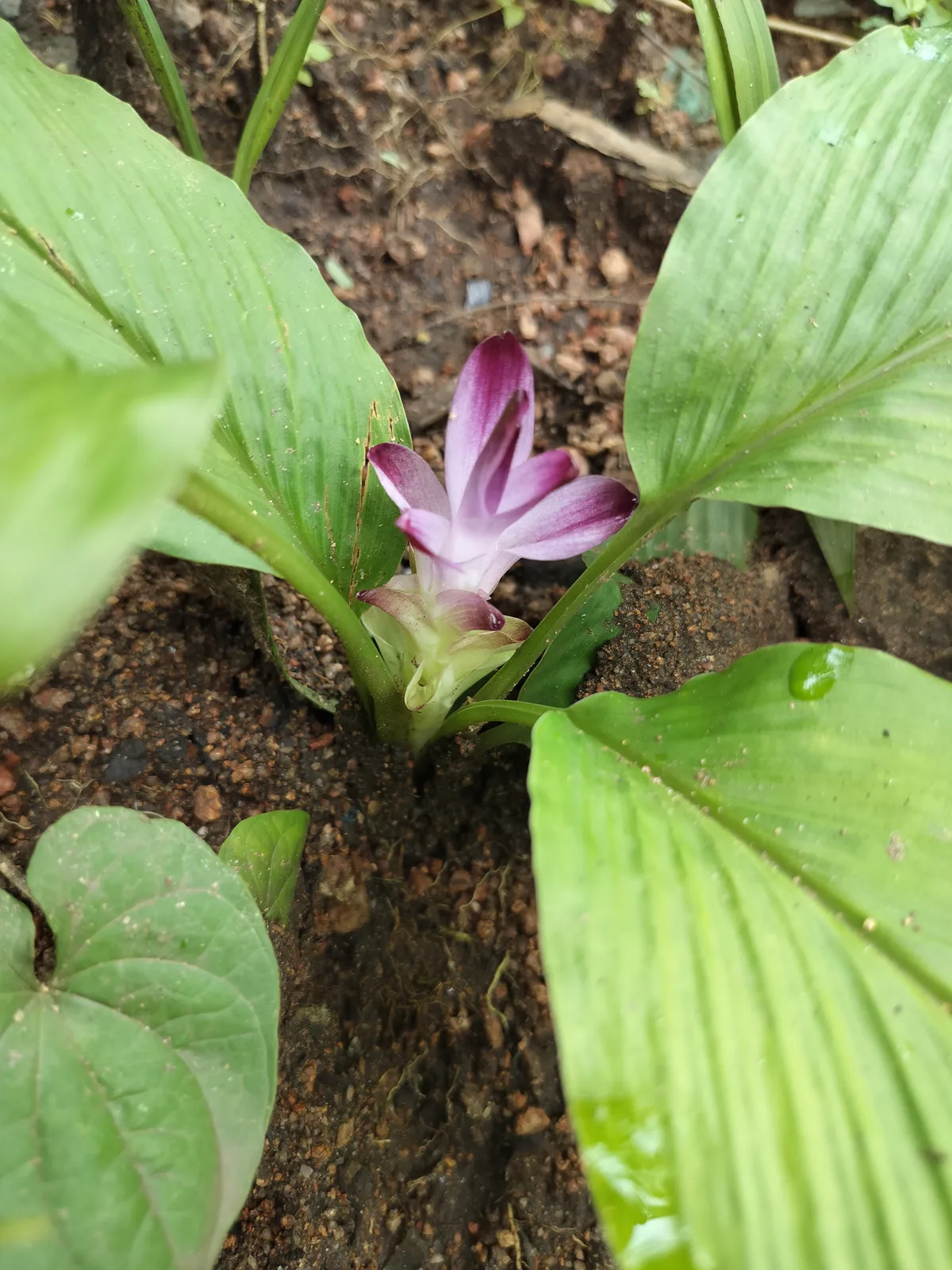 Black Turmeric (Curcuma caesia)