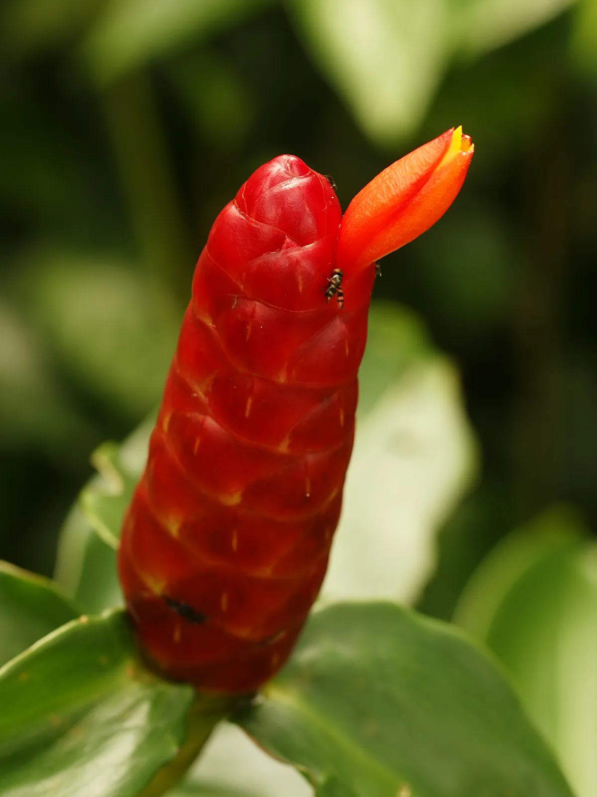 Red Button Ginger (Costus woodsonii)