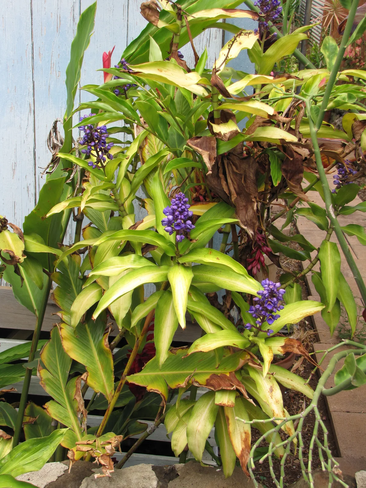 Blue Ginger