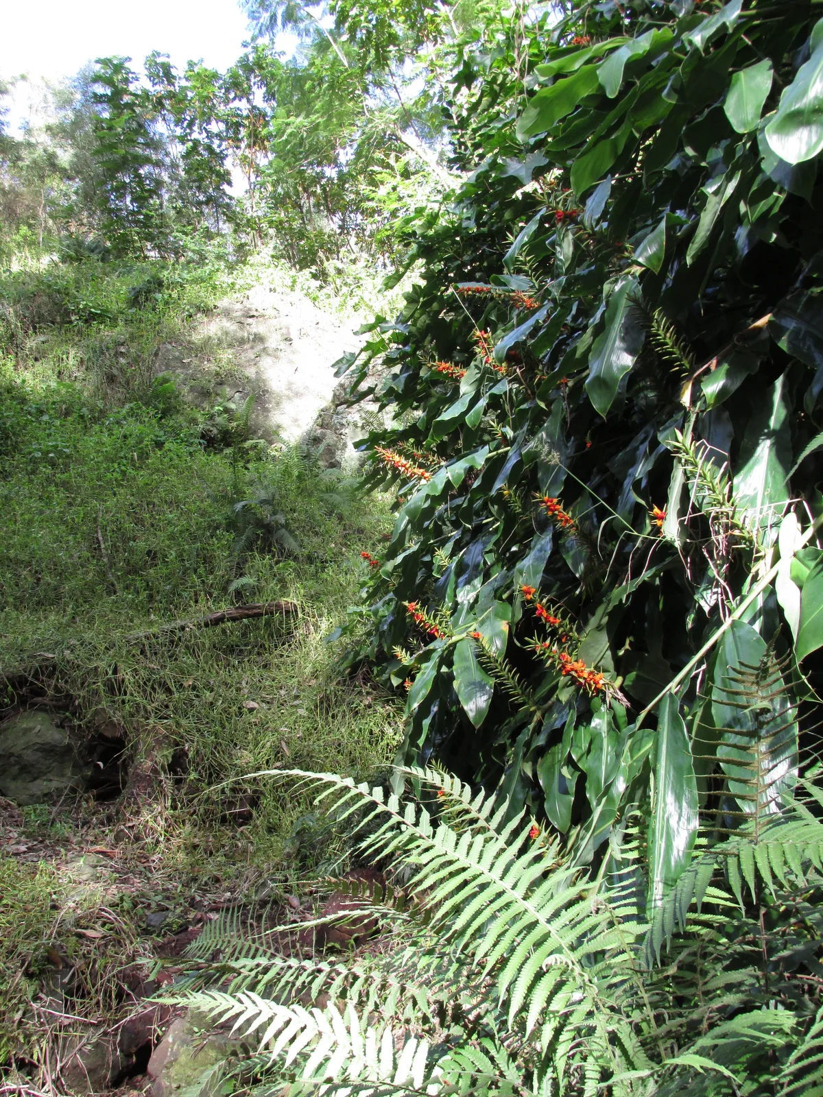 Kahili Ginger