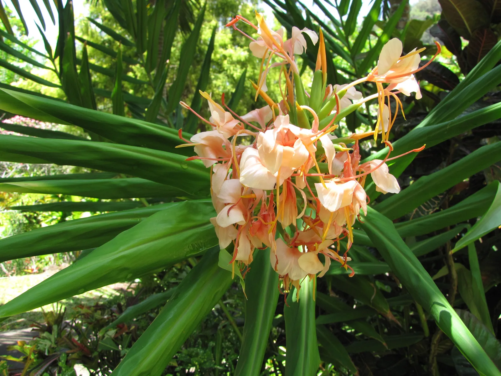 Red Ginger Lily