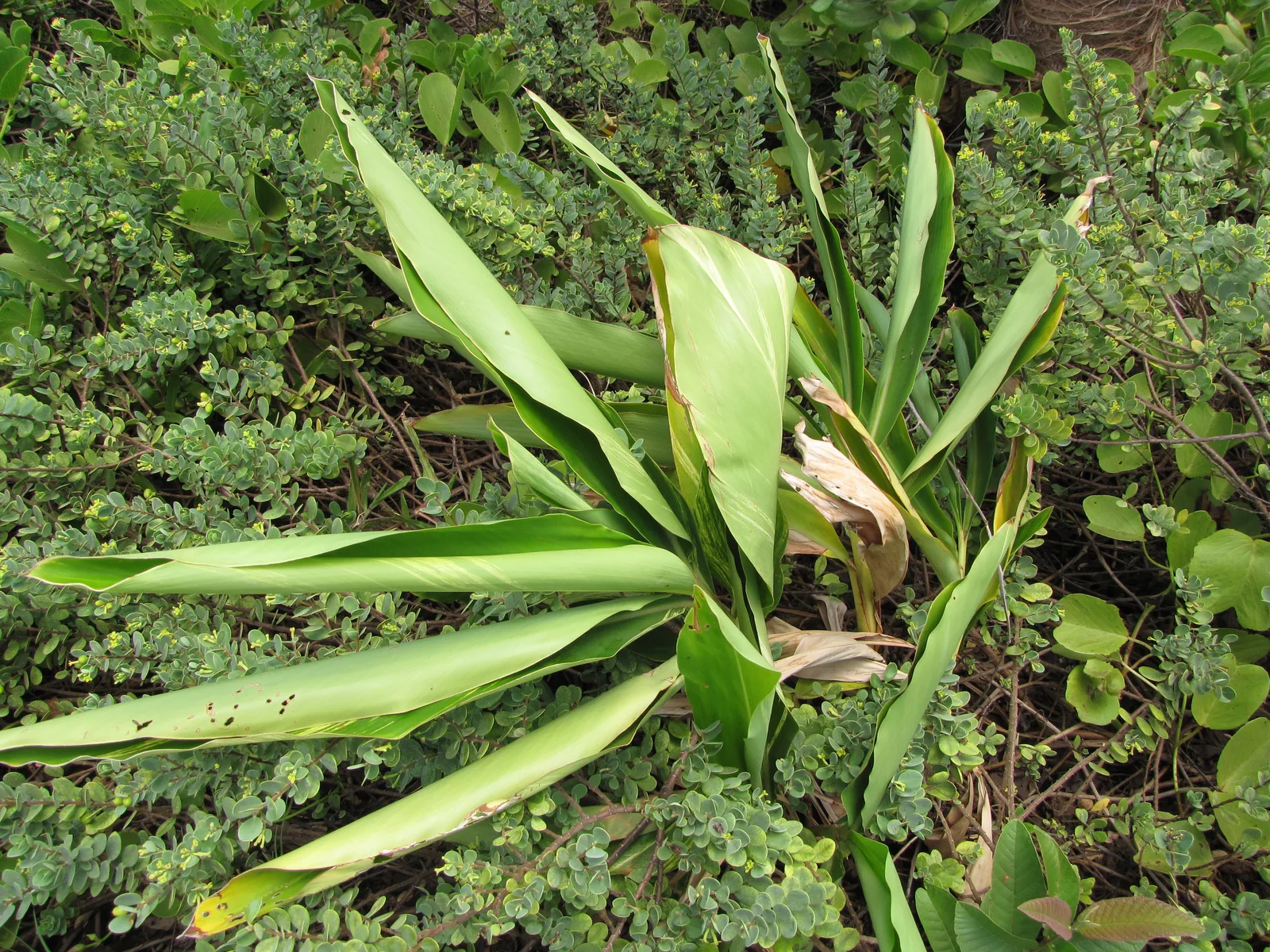 Shell Ginger