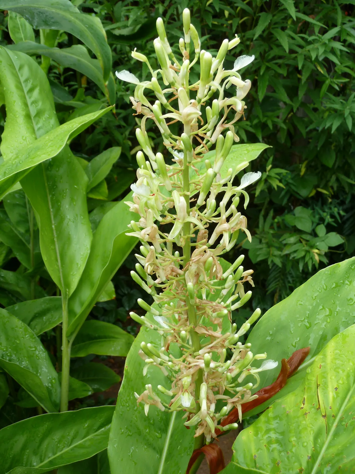 Greater Galangal