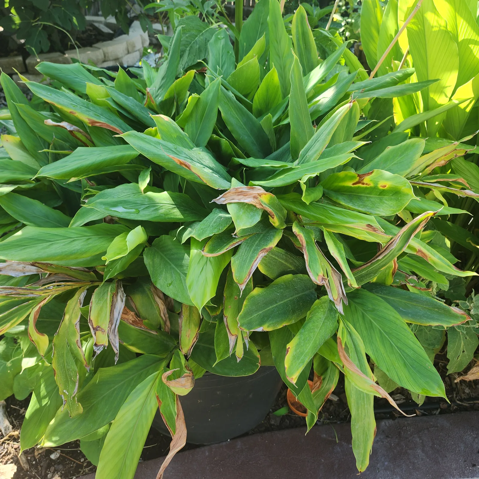 Cardamom