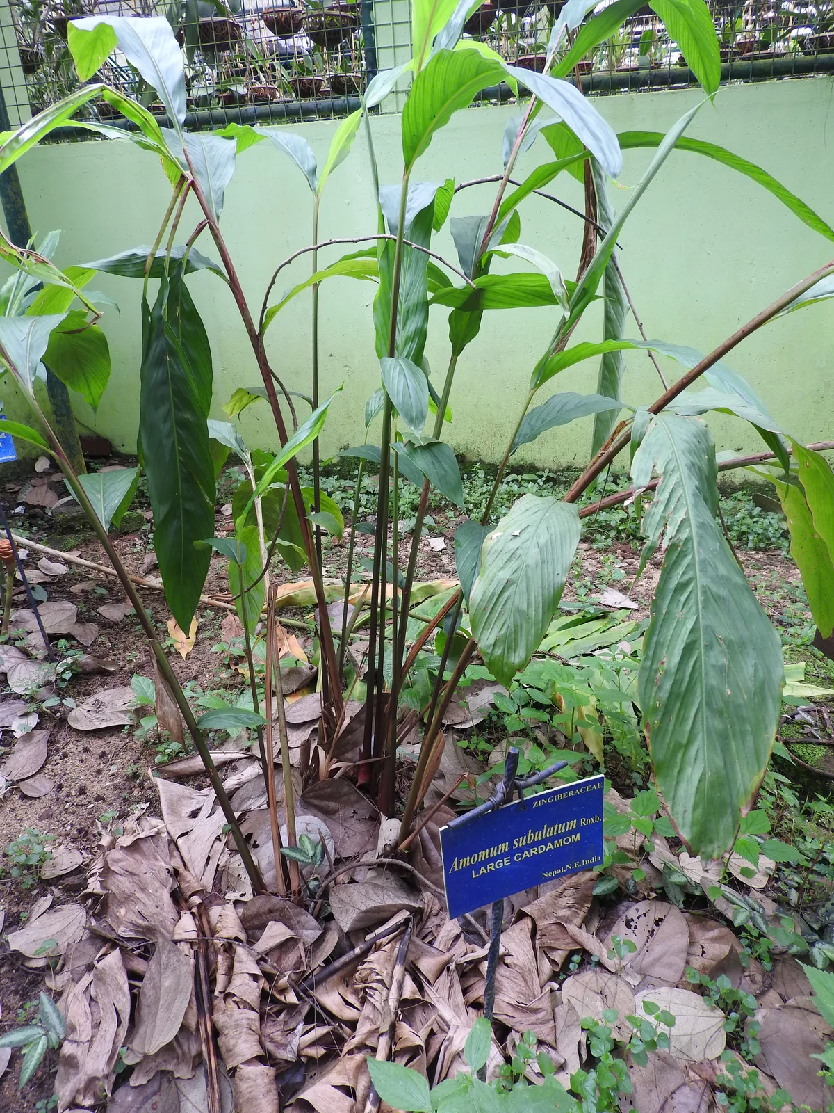 Black Cardamom