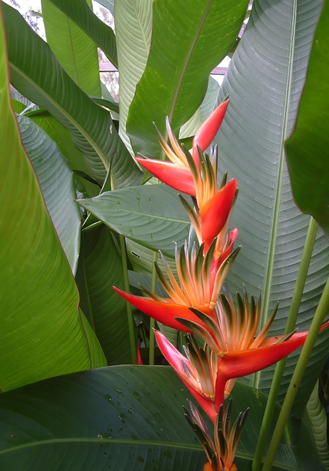 Parrot Heliconia (Heliconia psittacorum)