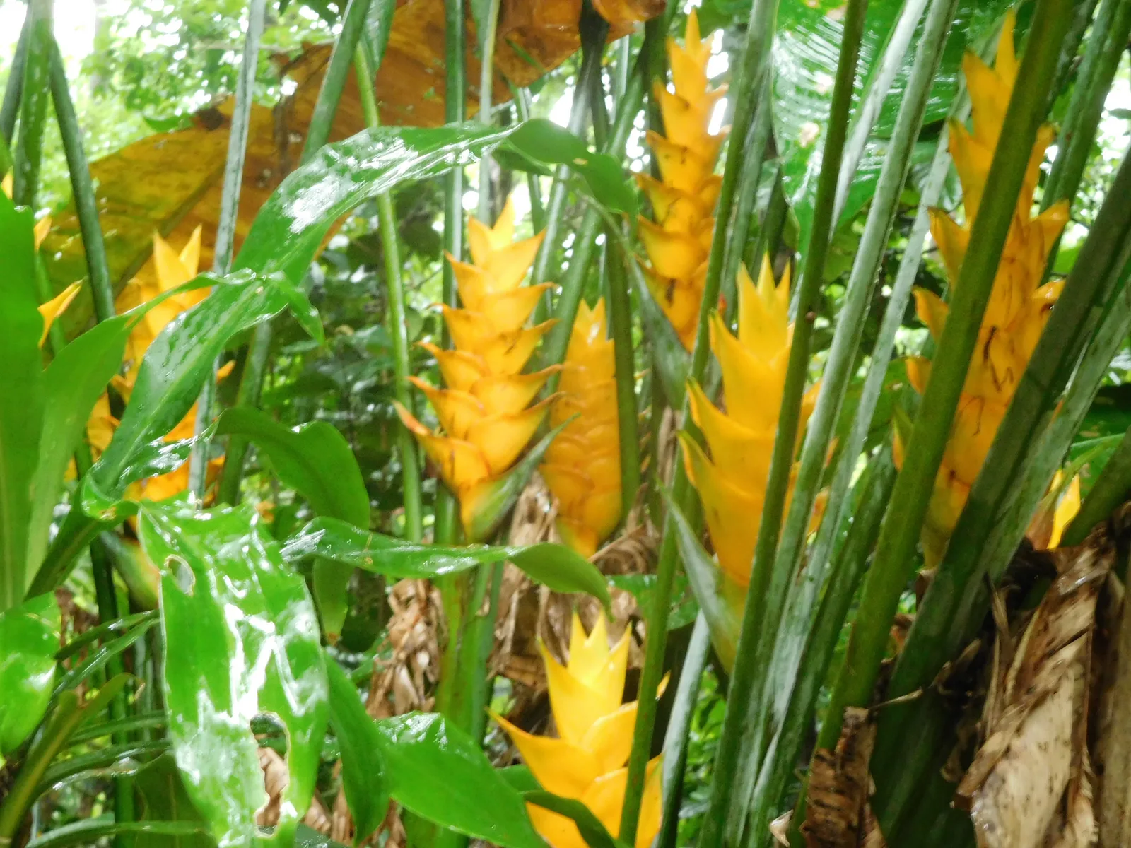 Caribaea Heliconia