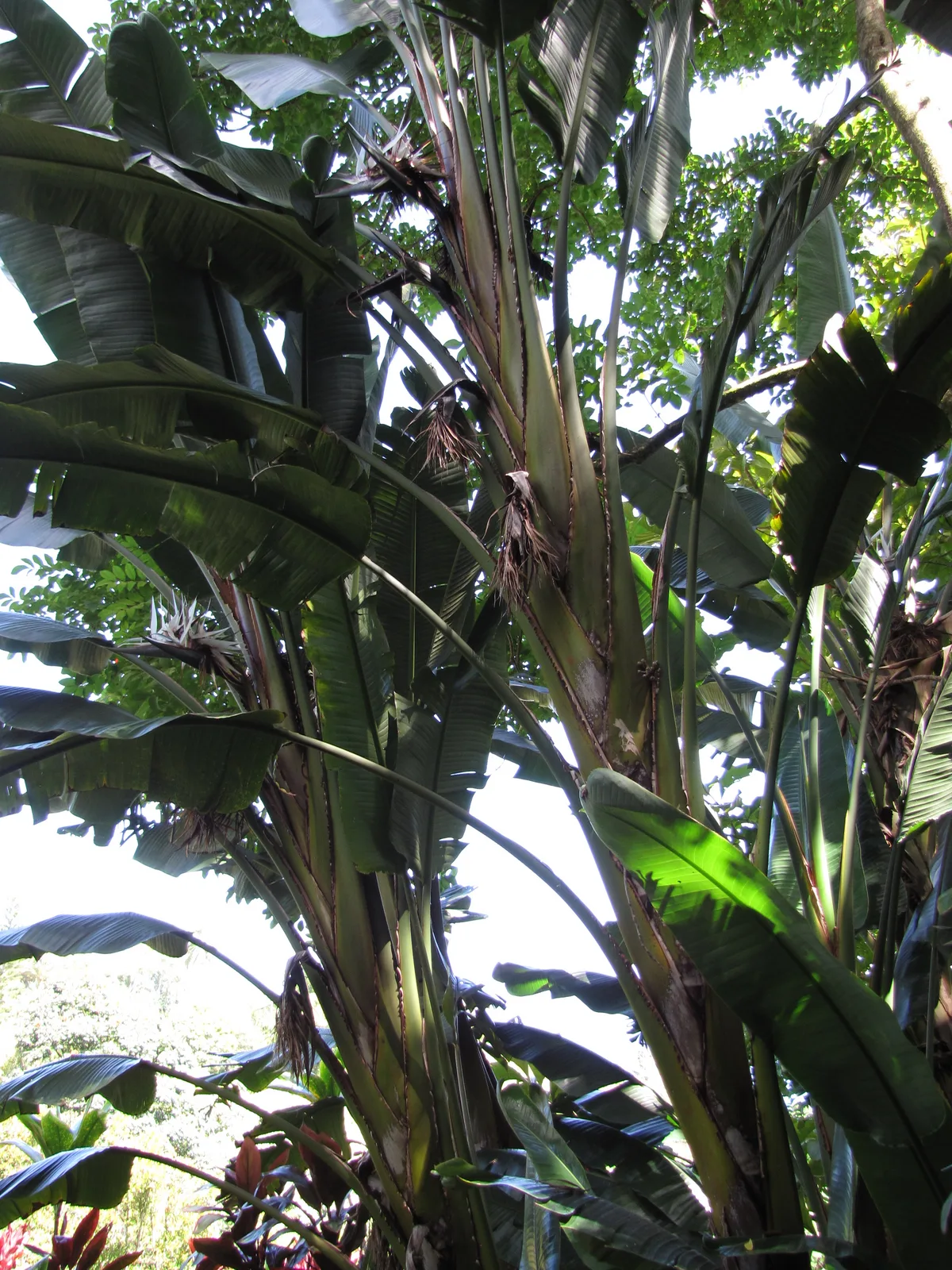 White Bird of Paradise (Strelitzia nicolai)