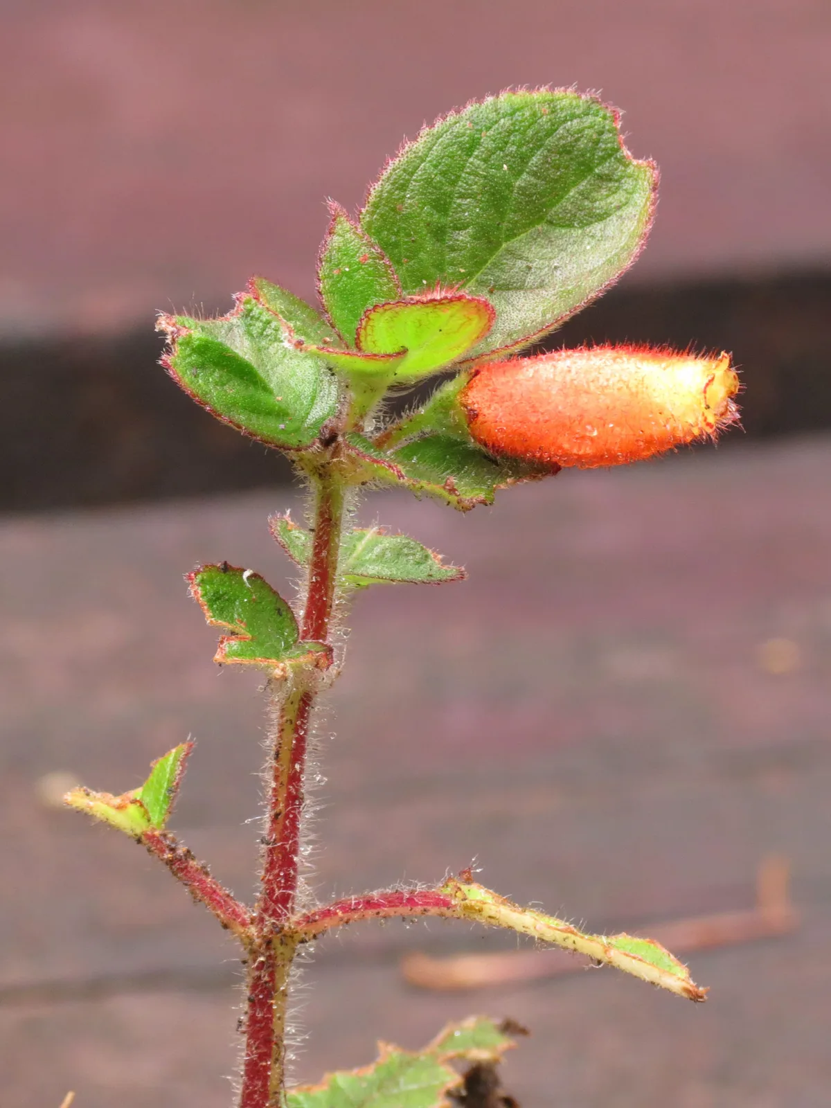 Kohleria Tubiflora (Kohleria tubiflora)
