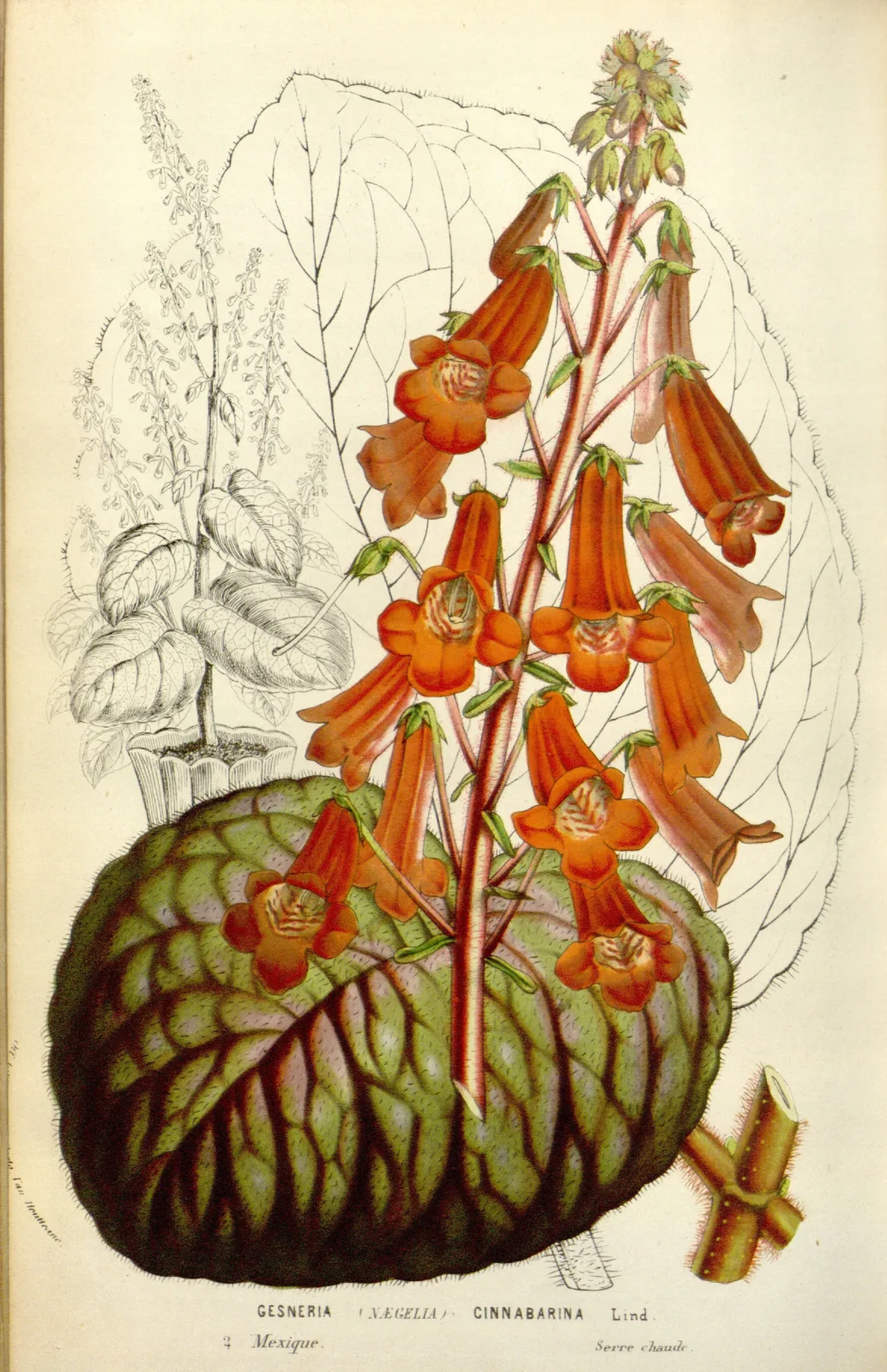 Smithiantha Cinnabarina (Smithiantha cinnabarina)