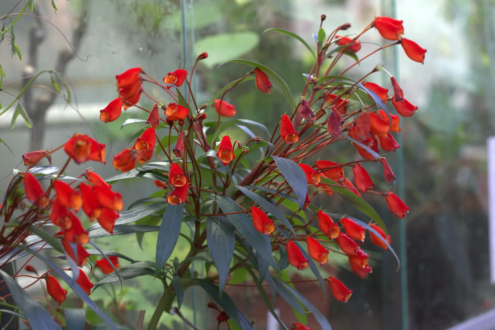 Gloxinia Sylvatica (Seemannia sylvatica)