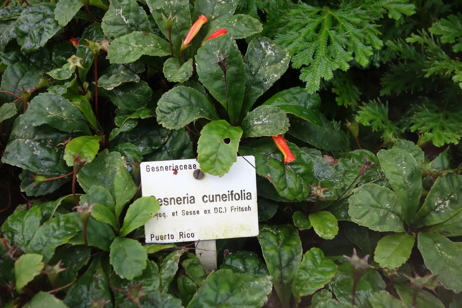 Gesneria Cuneifolia (Gesneria cuneifolia)
