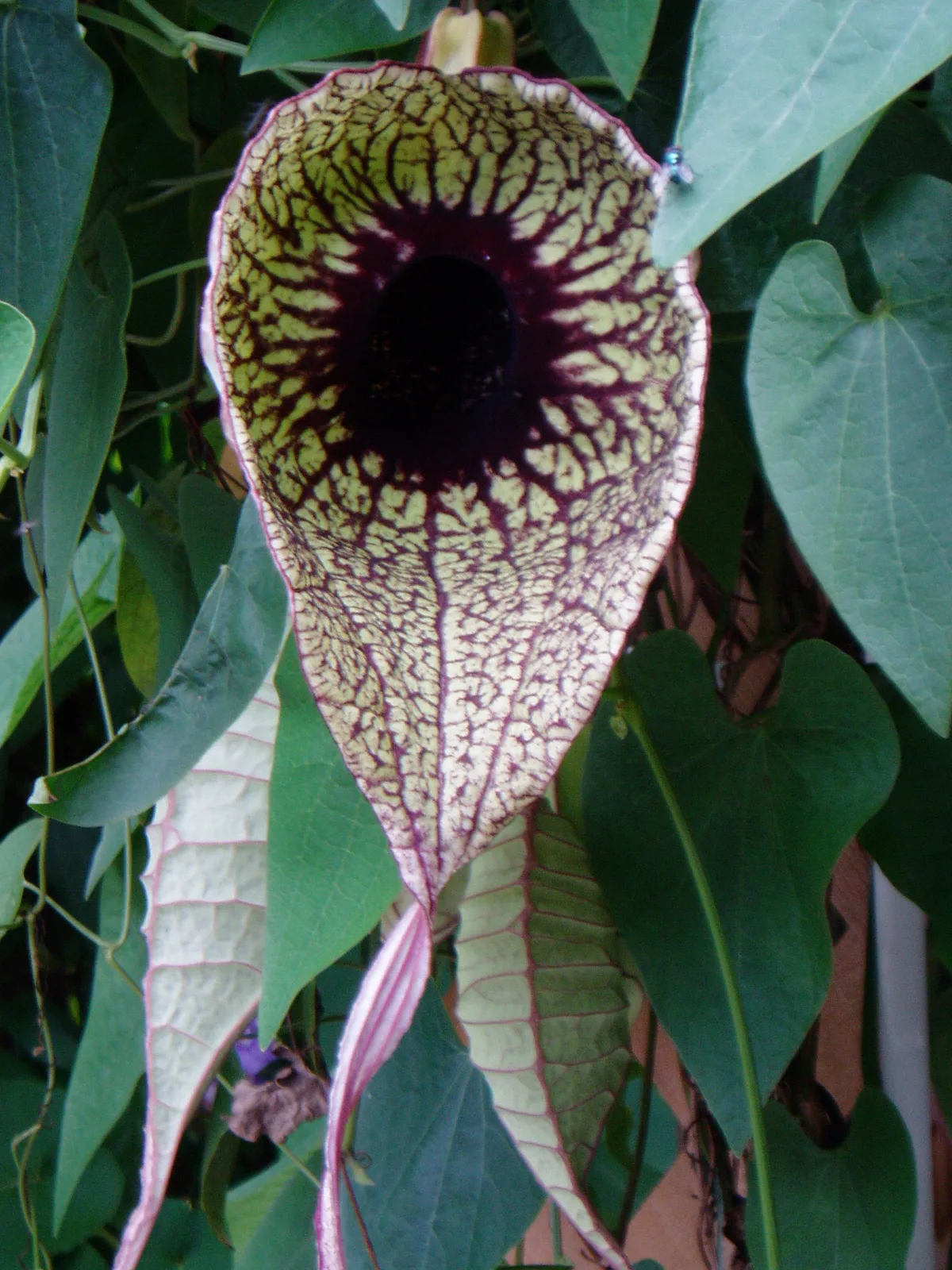 Pelican Flower
