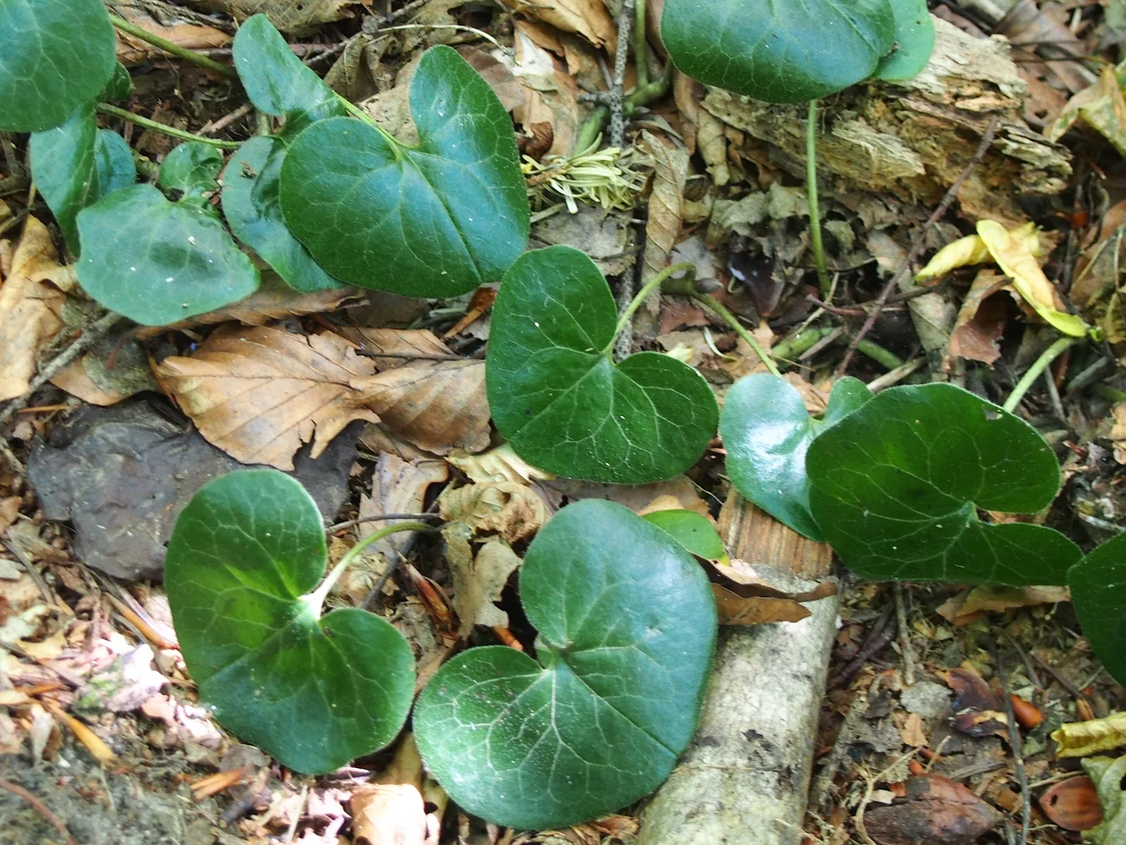 European Wild Ginger