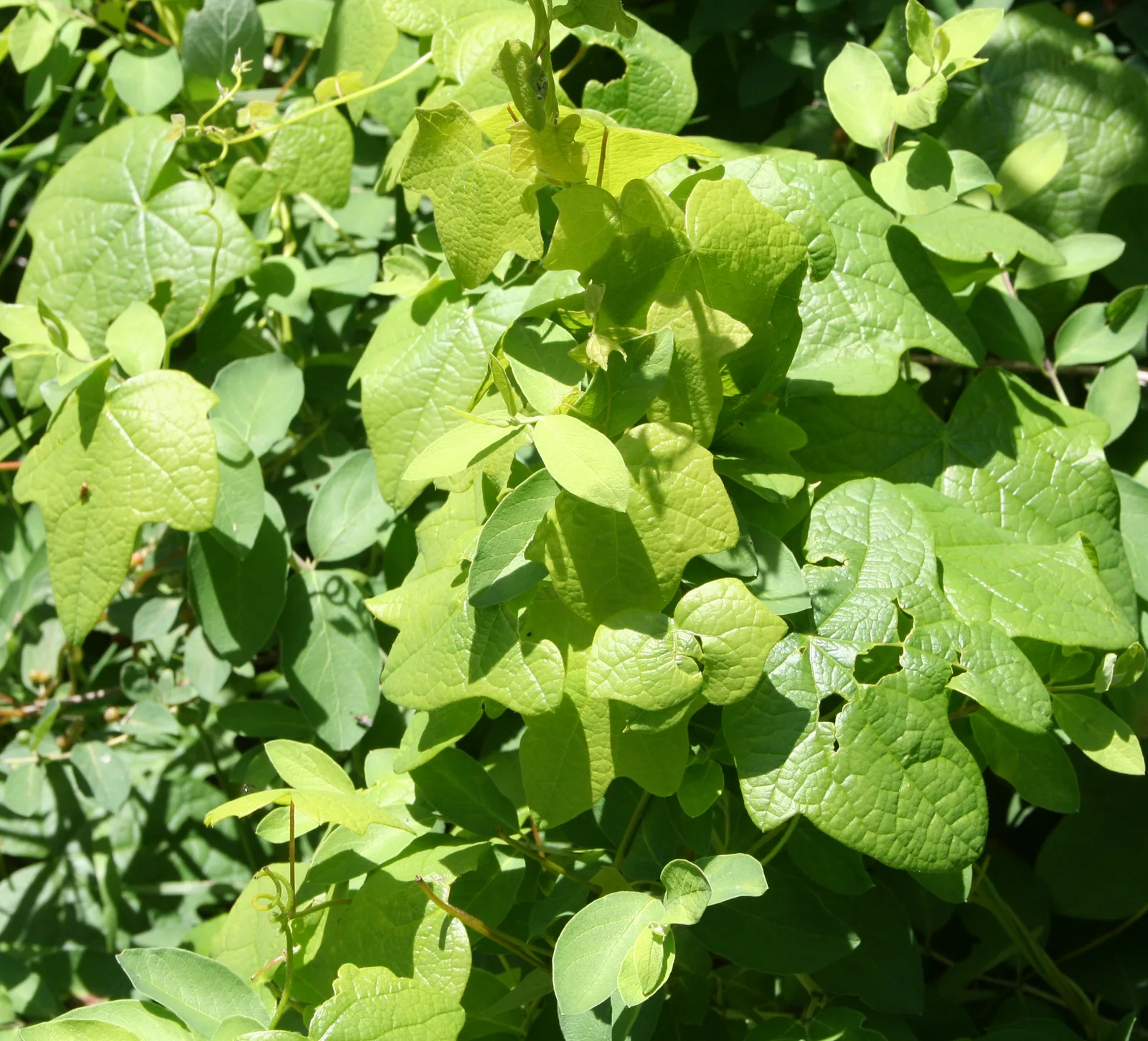 Canadian Moonseed (Menispermum canadense)