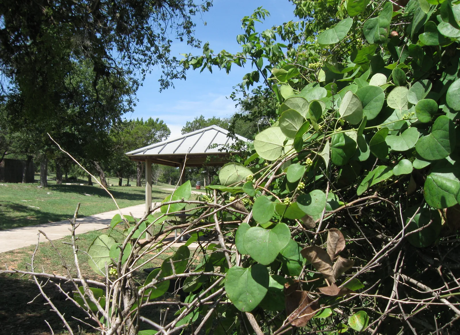 Carolina Snailseed (Cocculus carolinus)