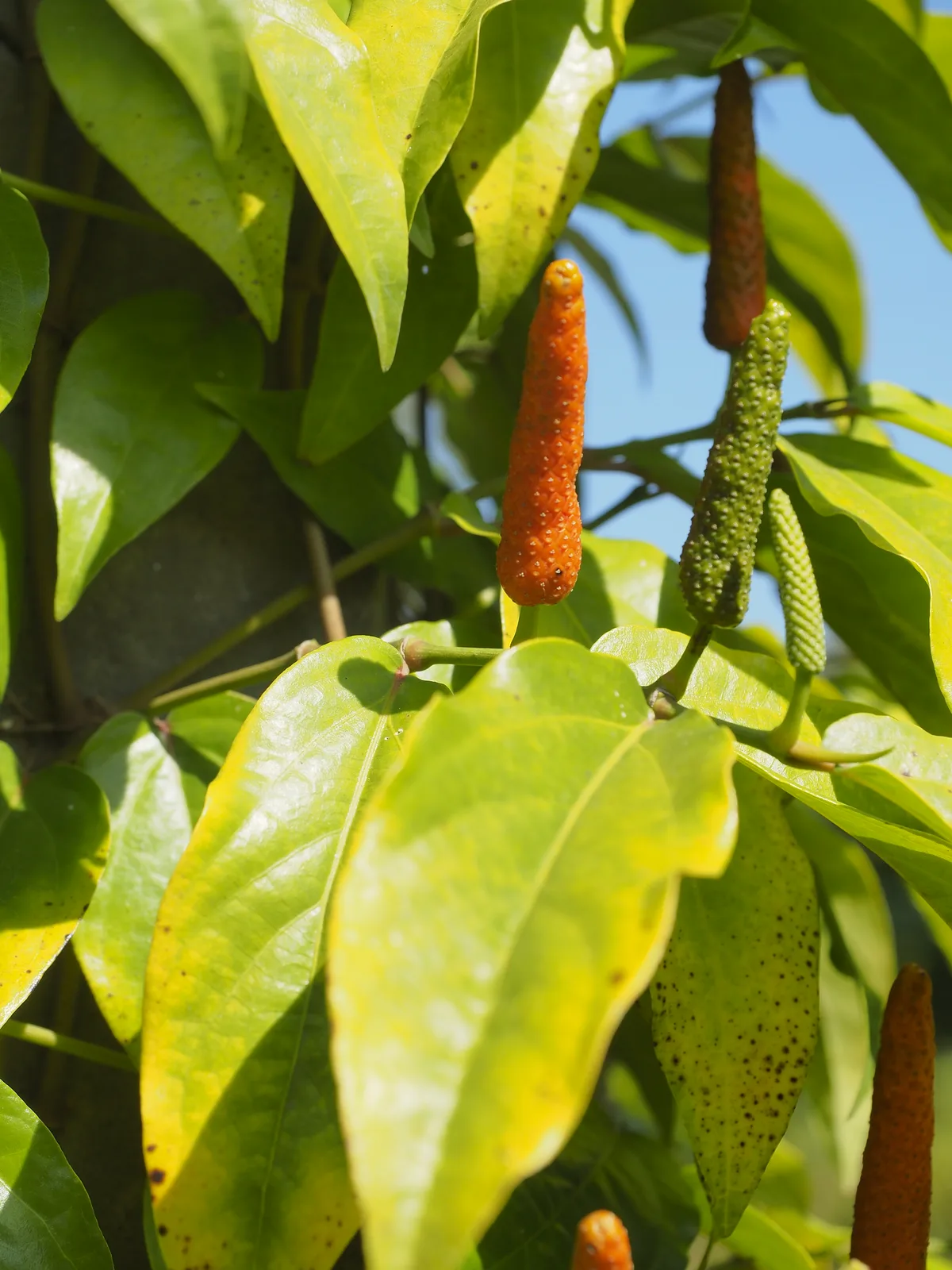 Long Pepper (Piper longum)