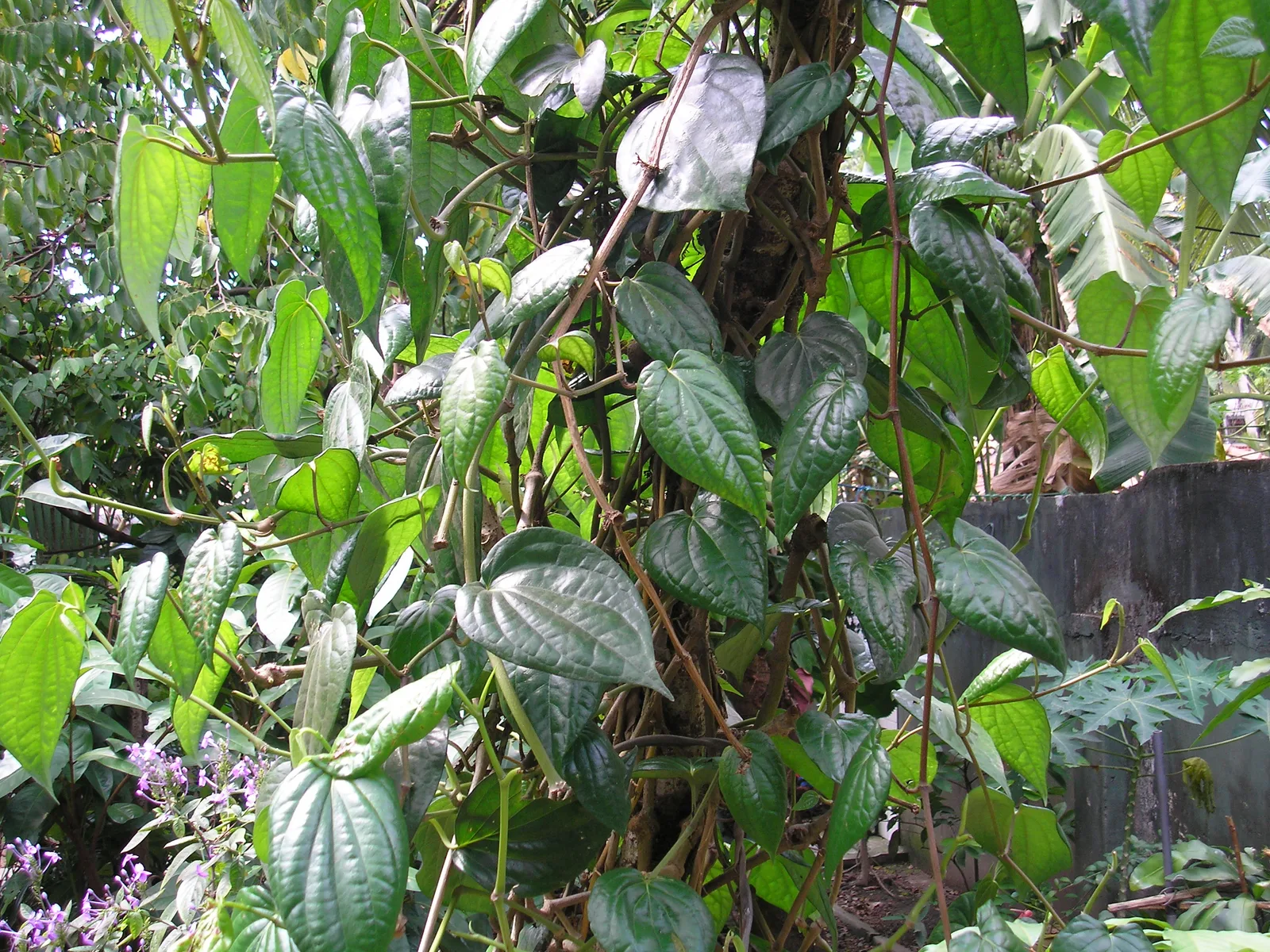 Betel Leaf (Piper betle)