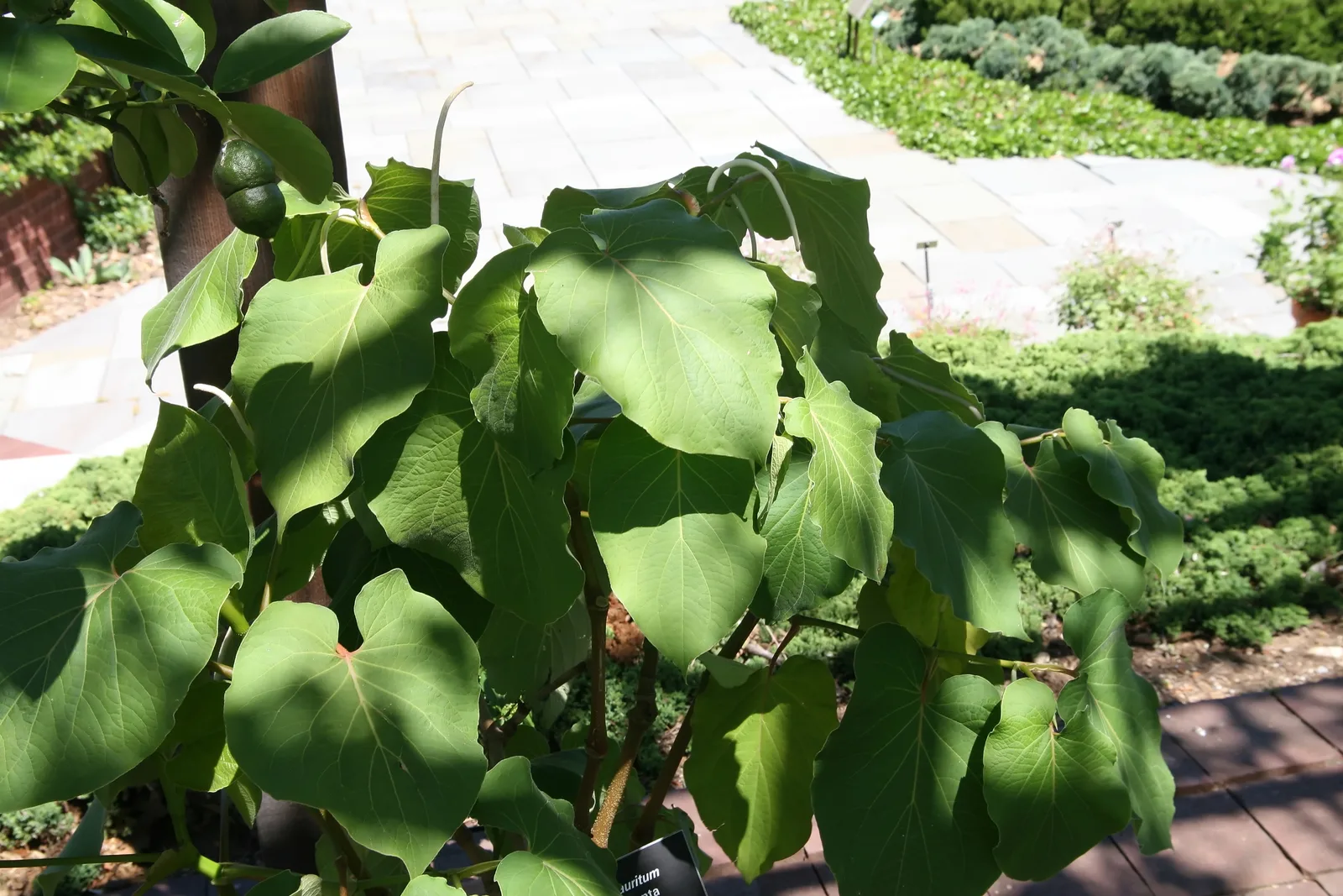 Hoja Santa (Piper auritum)