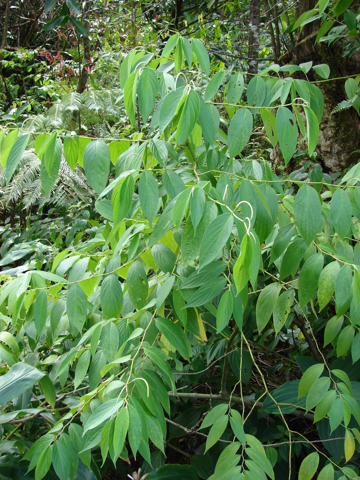 Spiked Pepper (Piper aduncum)