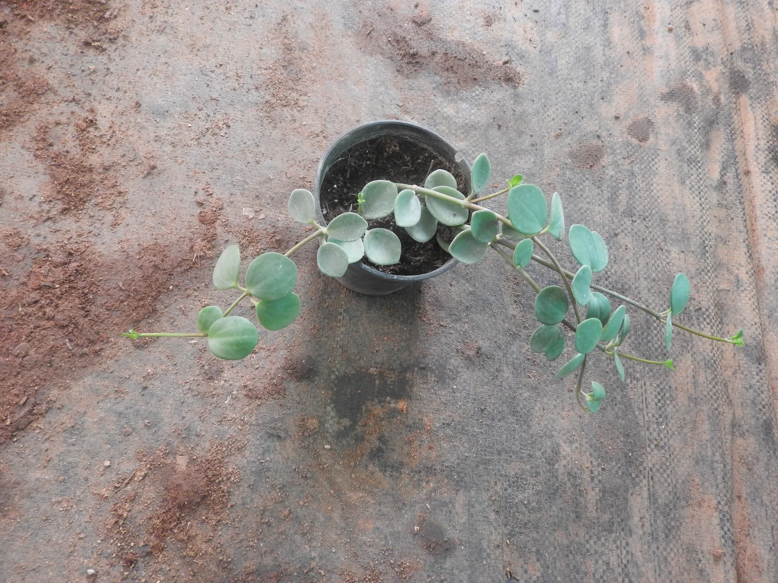 Peperomia Hope