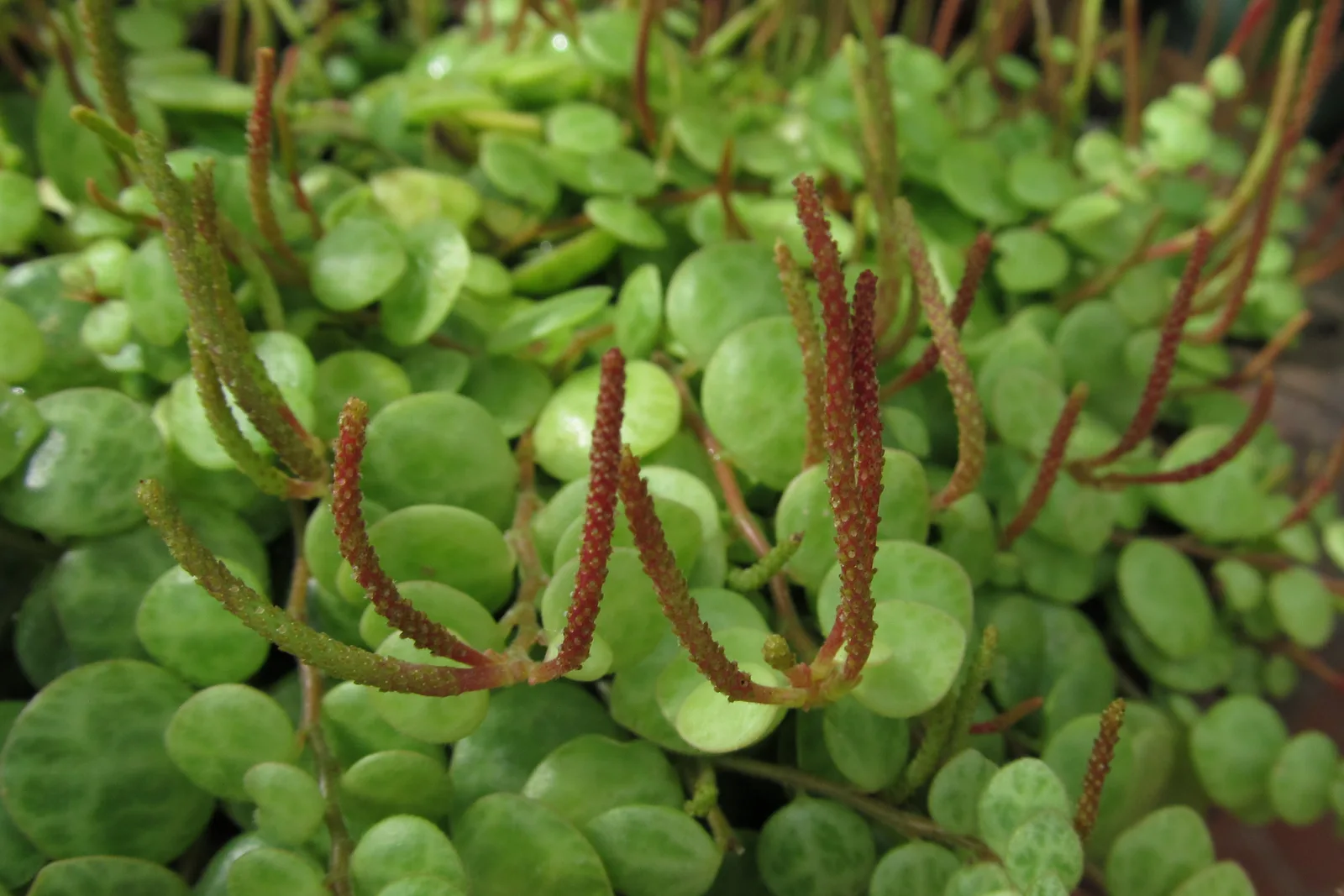 String of Turtles (Peperomia prostrata)