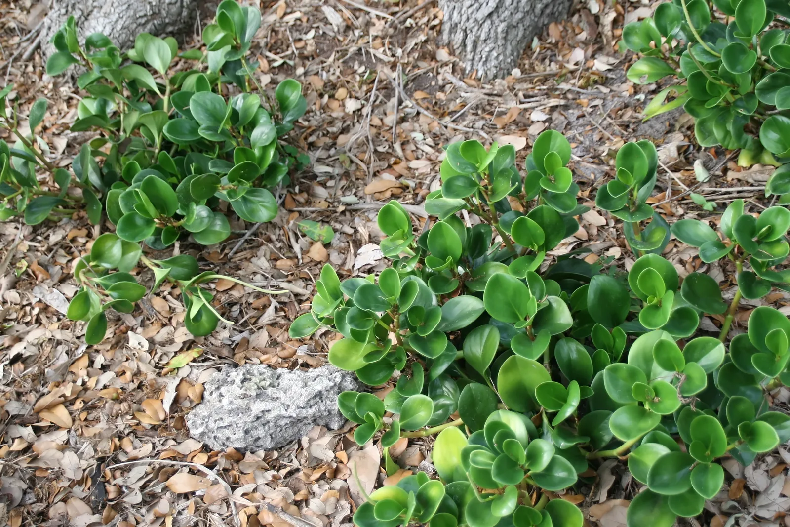 Baby Rubber Plant (Peperomia obtusifolia)