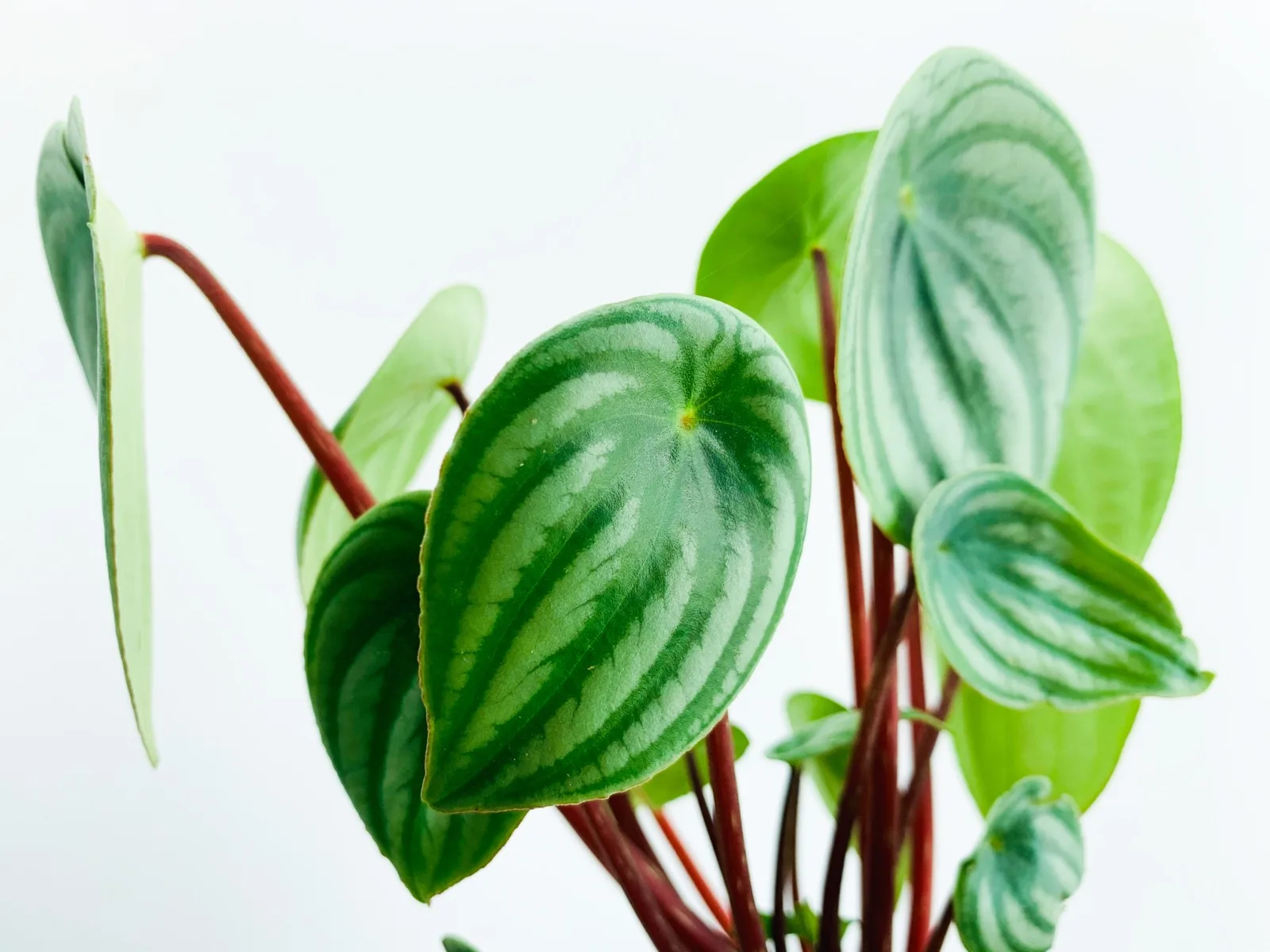 Watermelon Peperomia
