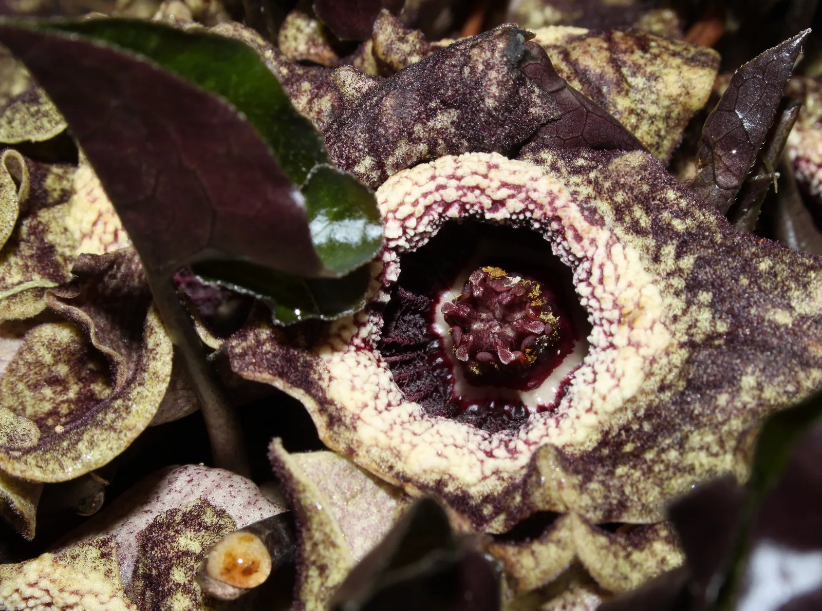 Chinese Wild Ginger