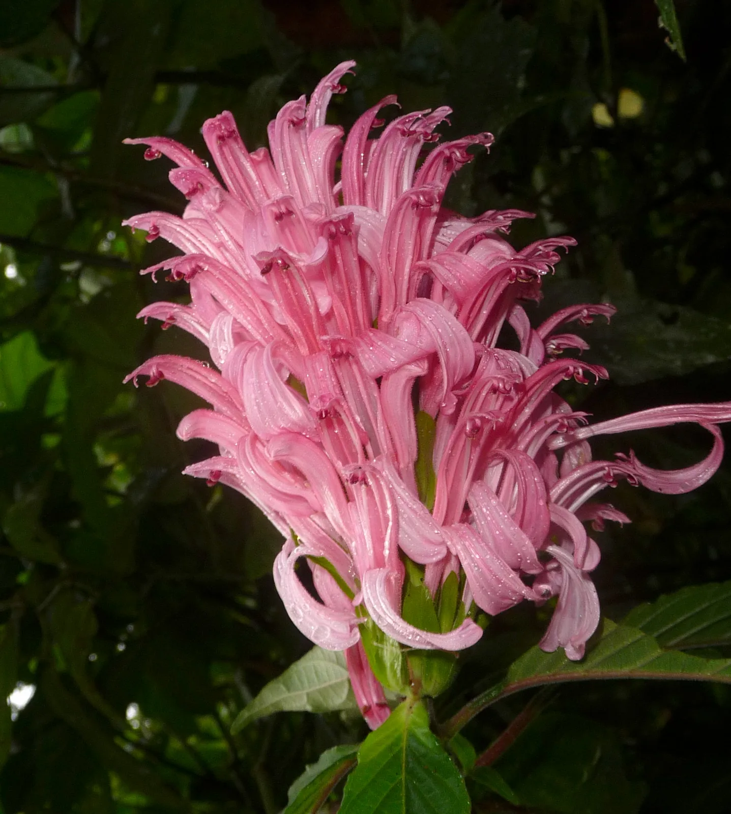 Brazilian Plume Flower