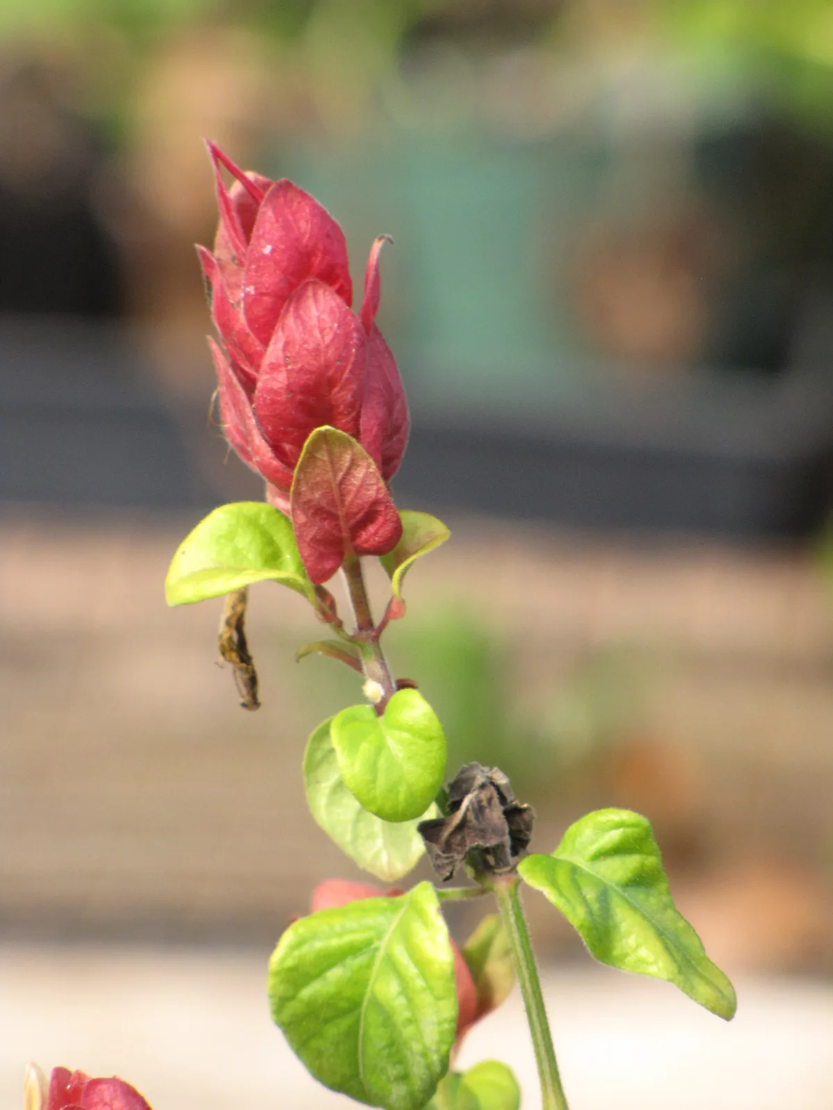 Shrimp Plant (Justicia brandegeeana)