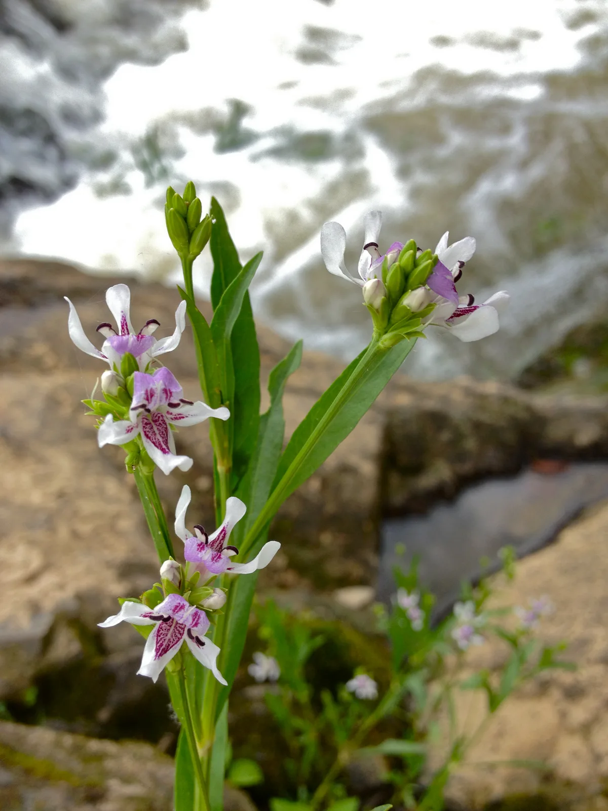 Water Willow (Justicia americana)