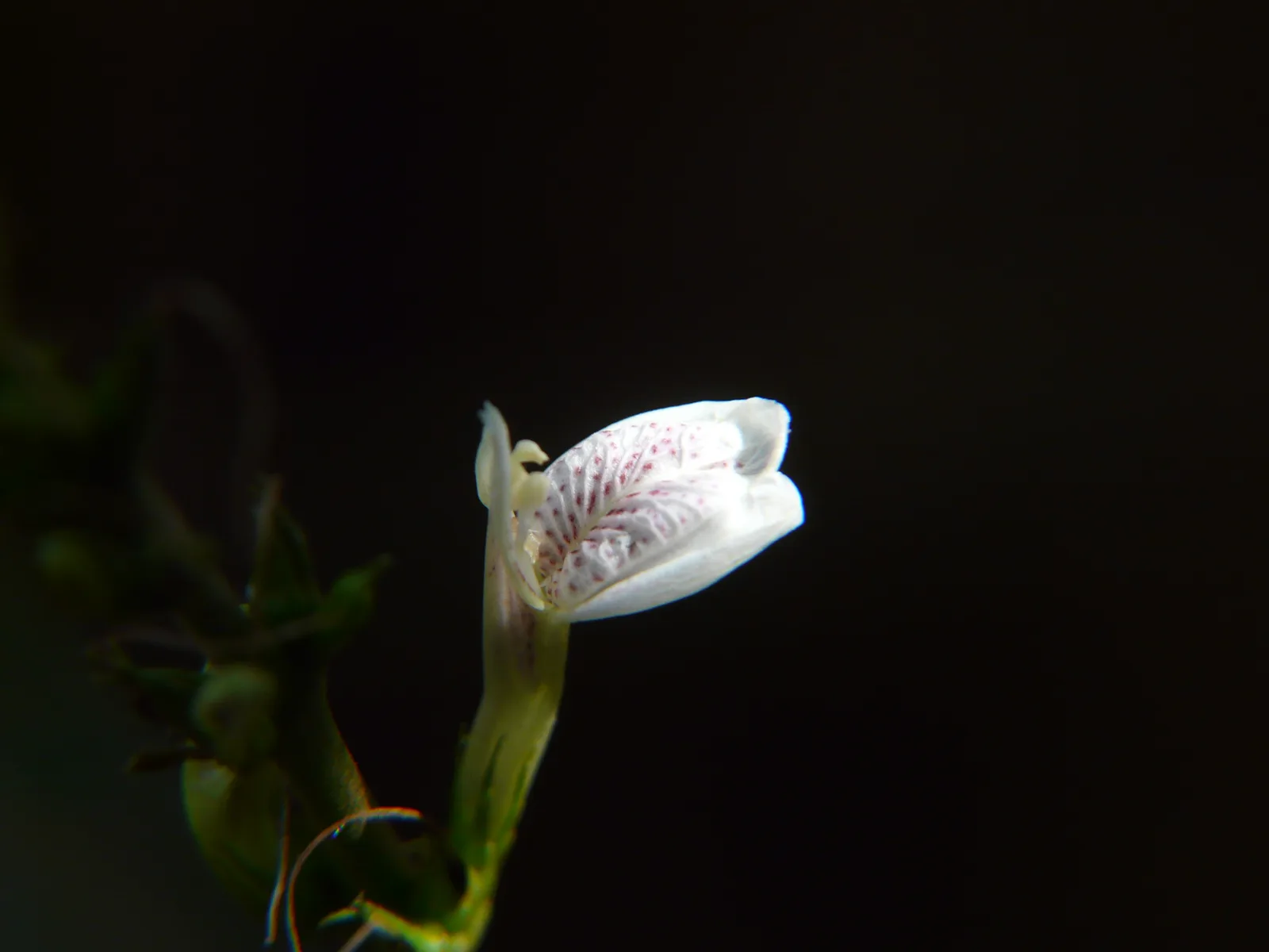 Gendarussa
