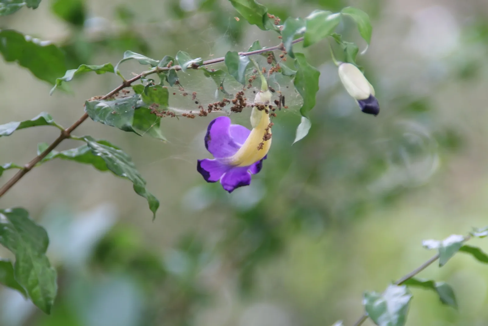 Bush Clock Vine (Thunbergia erecta)