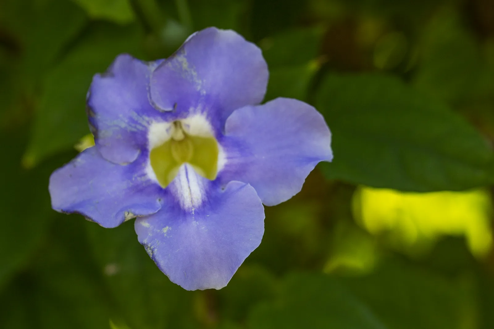 Blue Trumpet Vine (Thunbergia grandiflora)