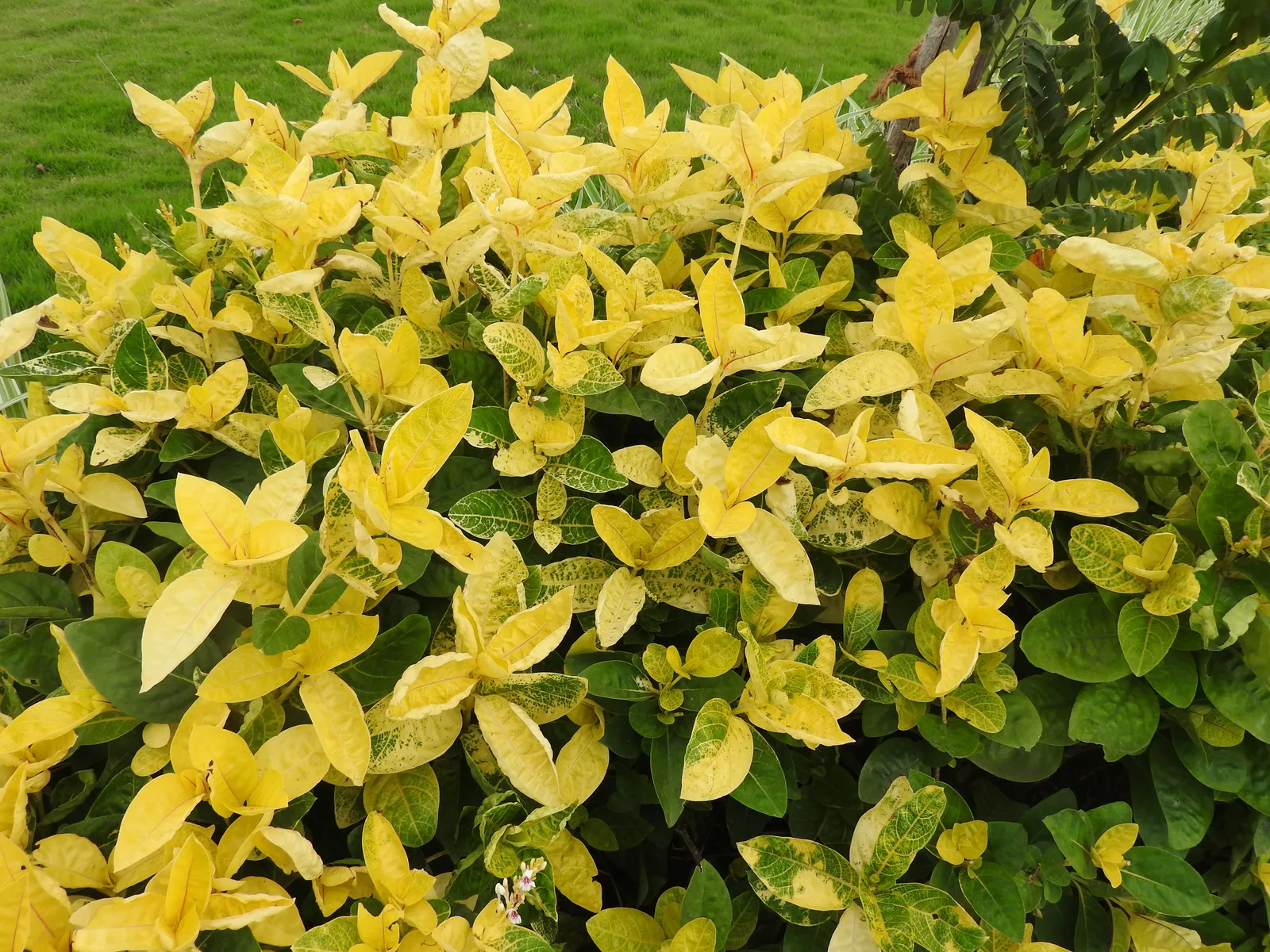 Golden Net Bush (Pseuderanthemum reticulatum)